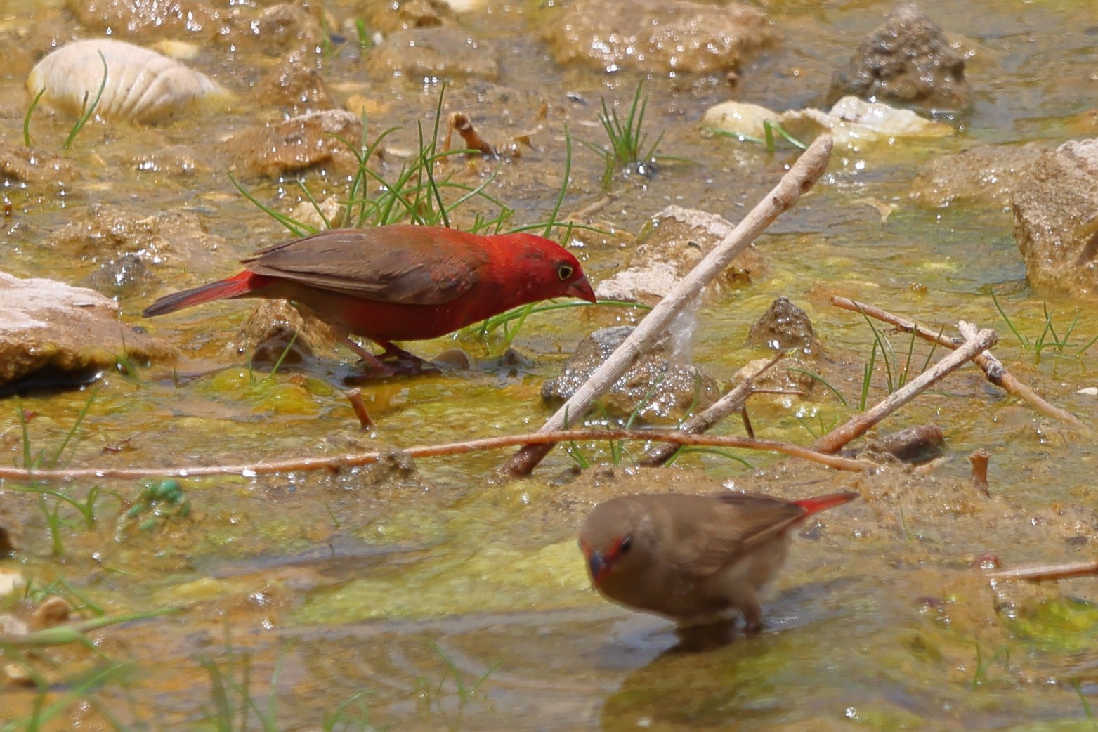 Lac Rose - Black-bellied firefinch (Lagonosticta rara)
