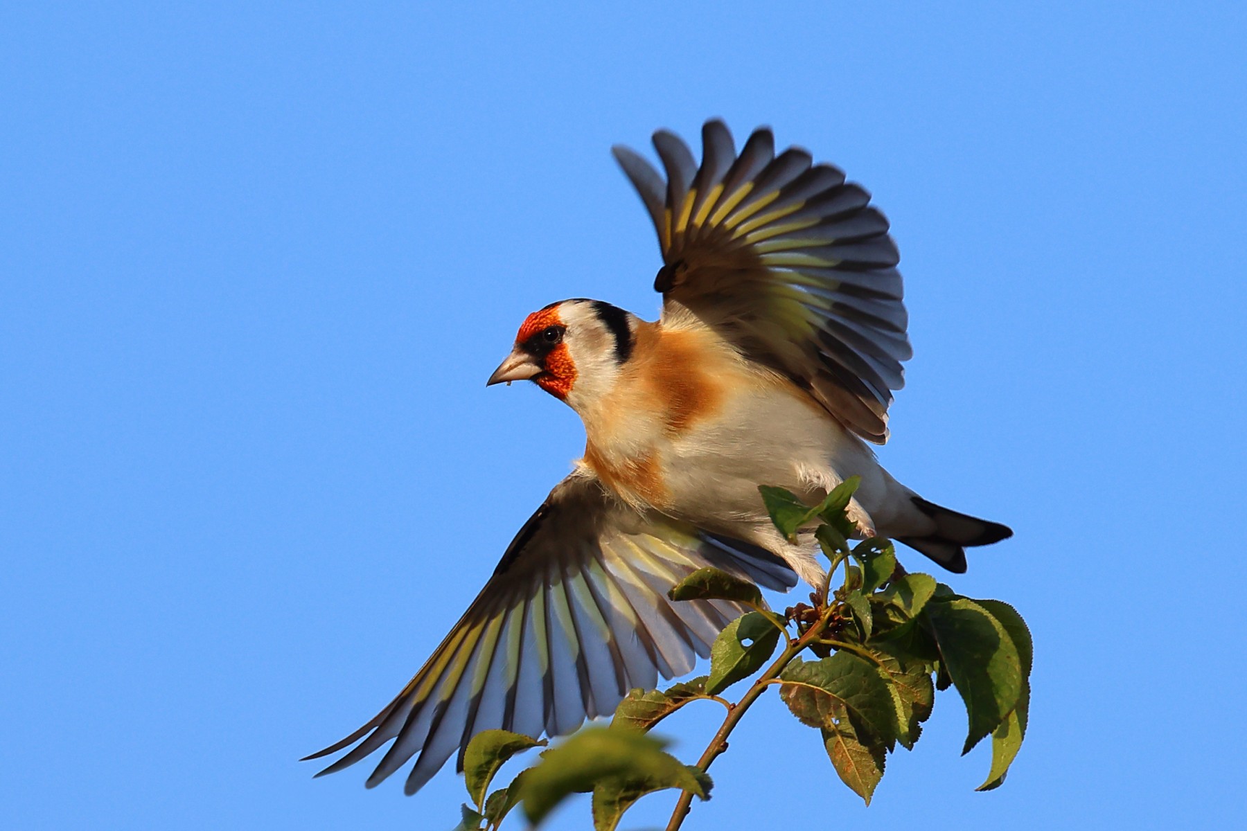 European goldfinch (Carduelis carduelis)