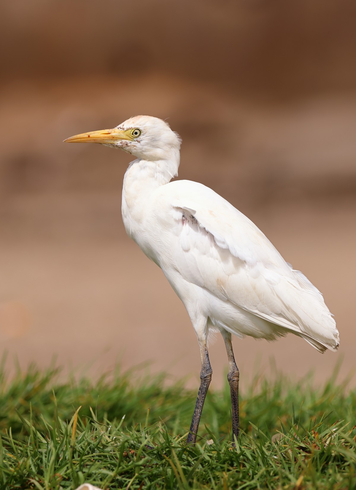 Western cattle egret (Ardea ibis)