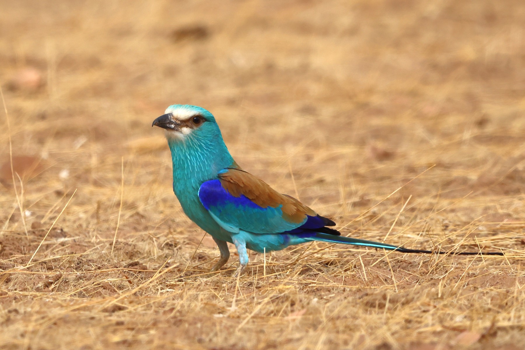 Abyssinian roller (Coracias abyssinicus)