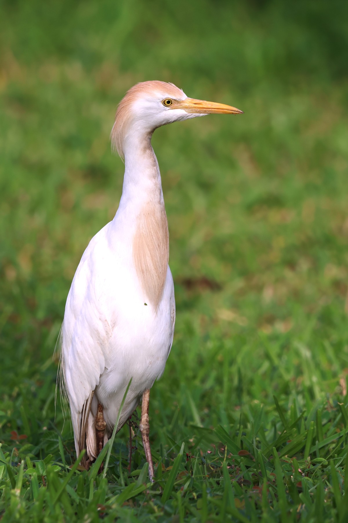 Western cattle egret (Ardea ibis)