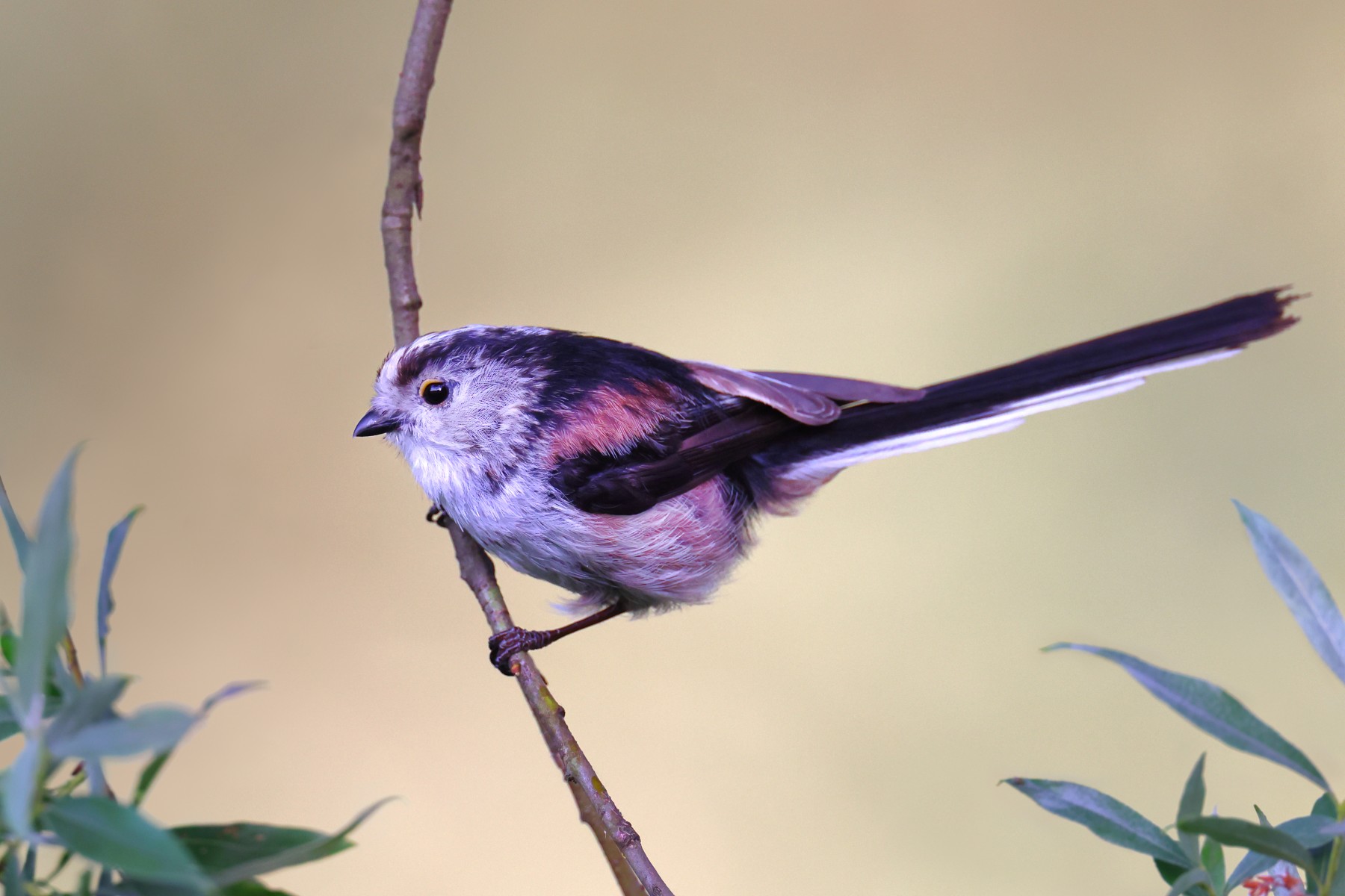 Long-tailed tit (Aegithalos caudatus)
