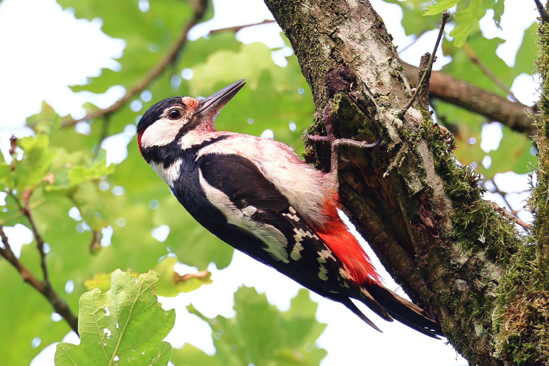 Great spotted woodpecker (Dendrocopos major)