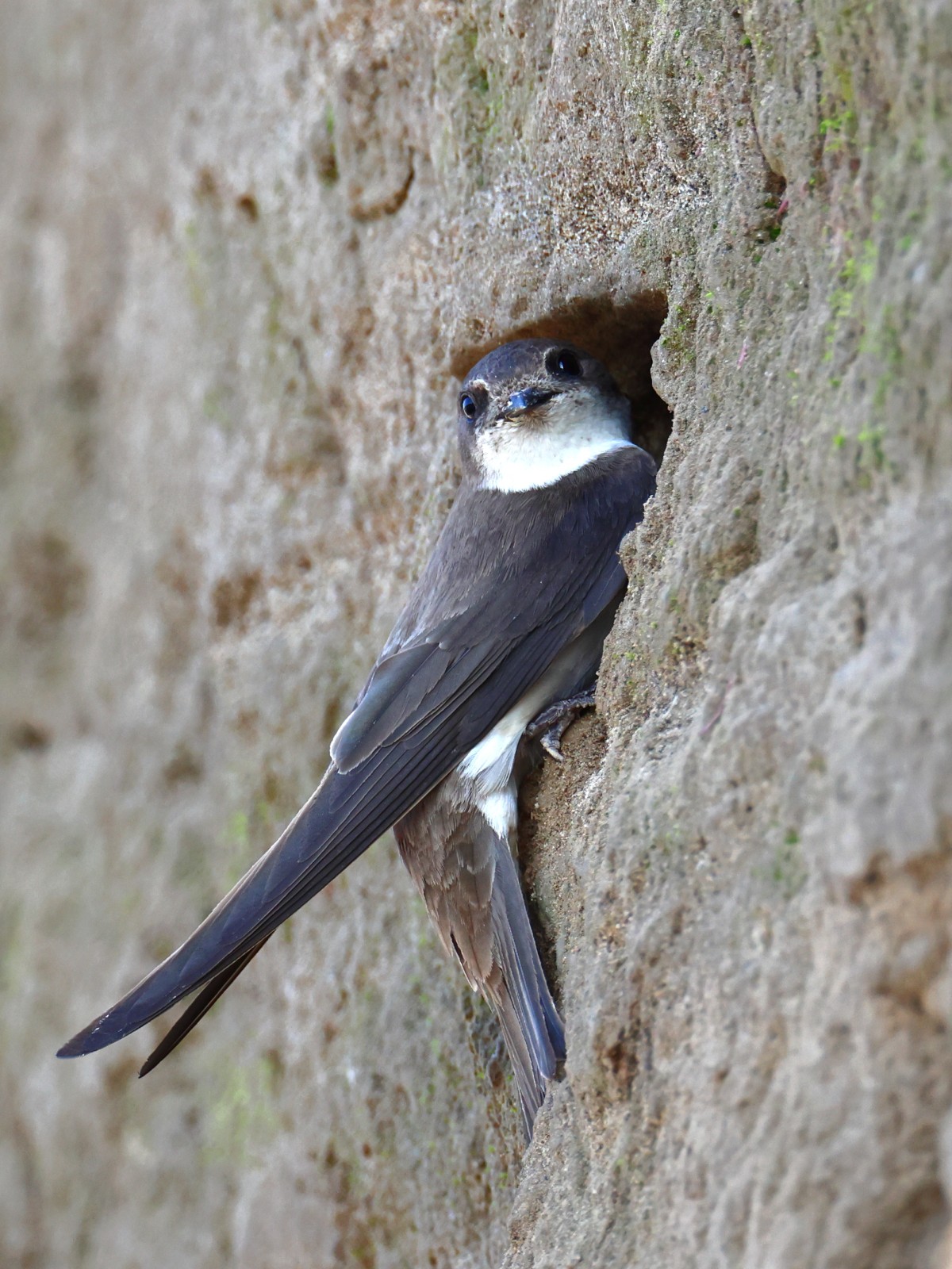 Sand martin