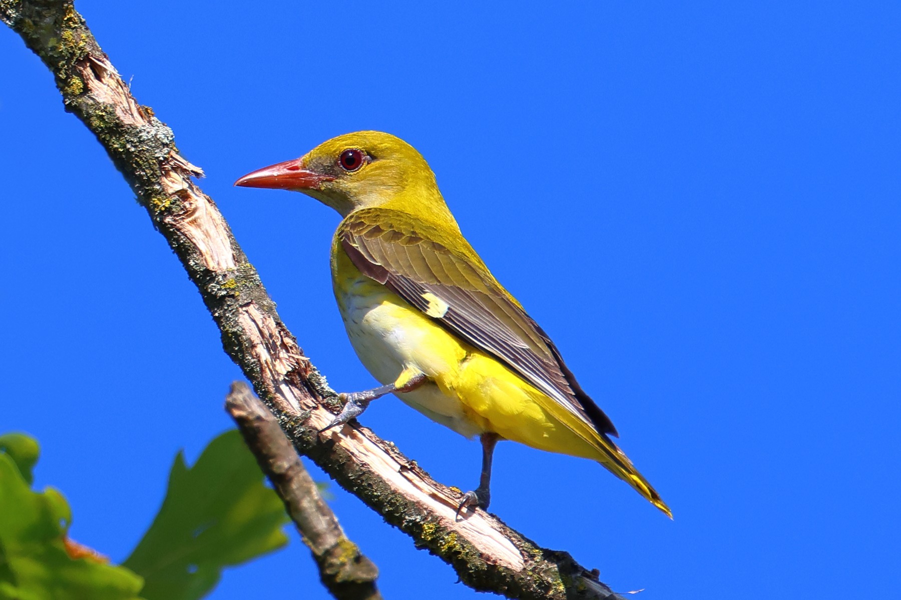 Eurasian golden oriole (Oriolus oriolus)