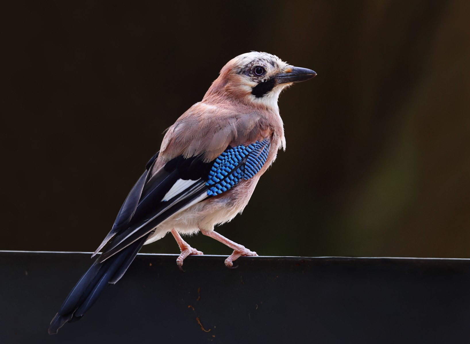 Eurasian jay (Garrulus glandarius)