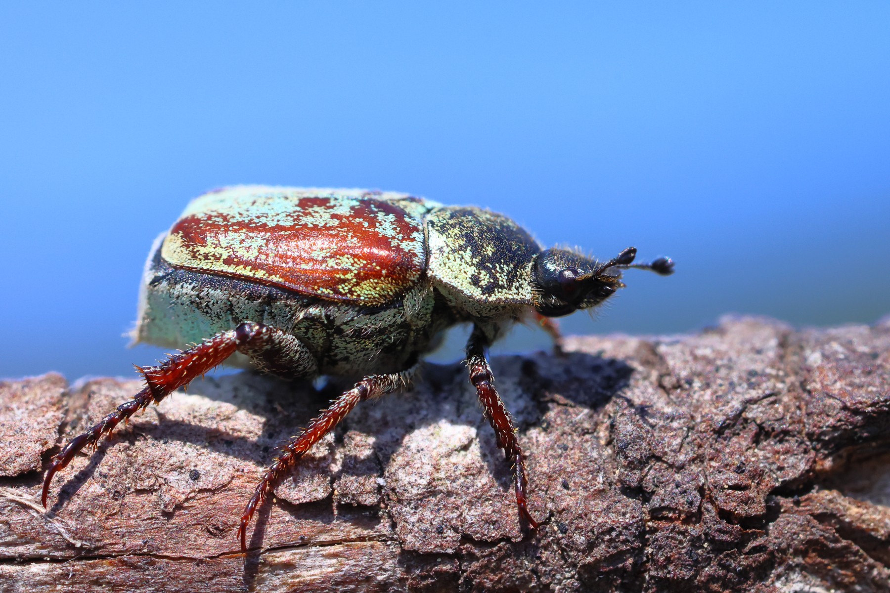 Hoplia argentea