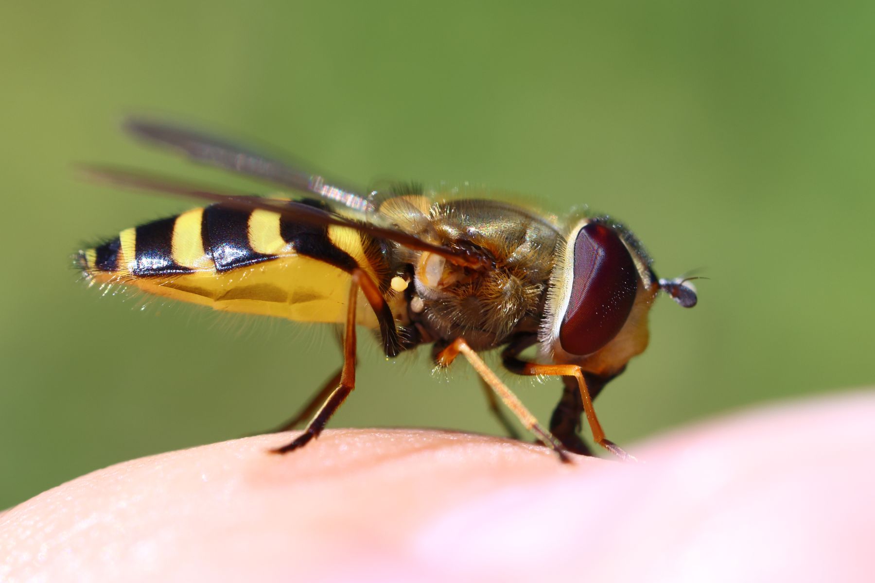 Drone fly