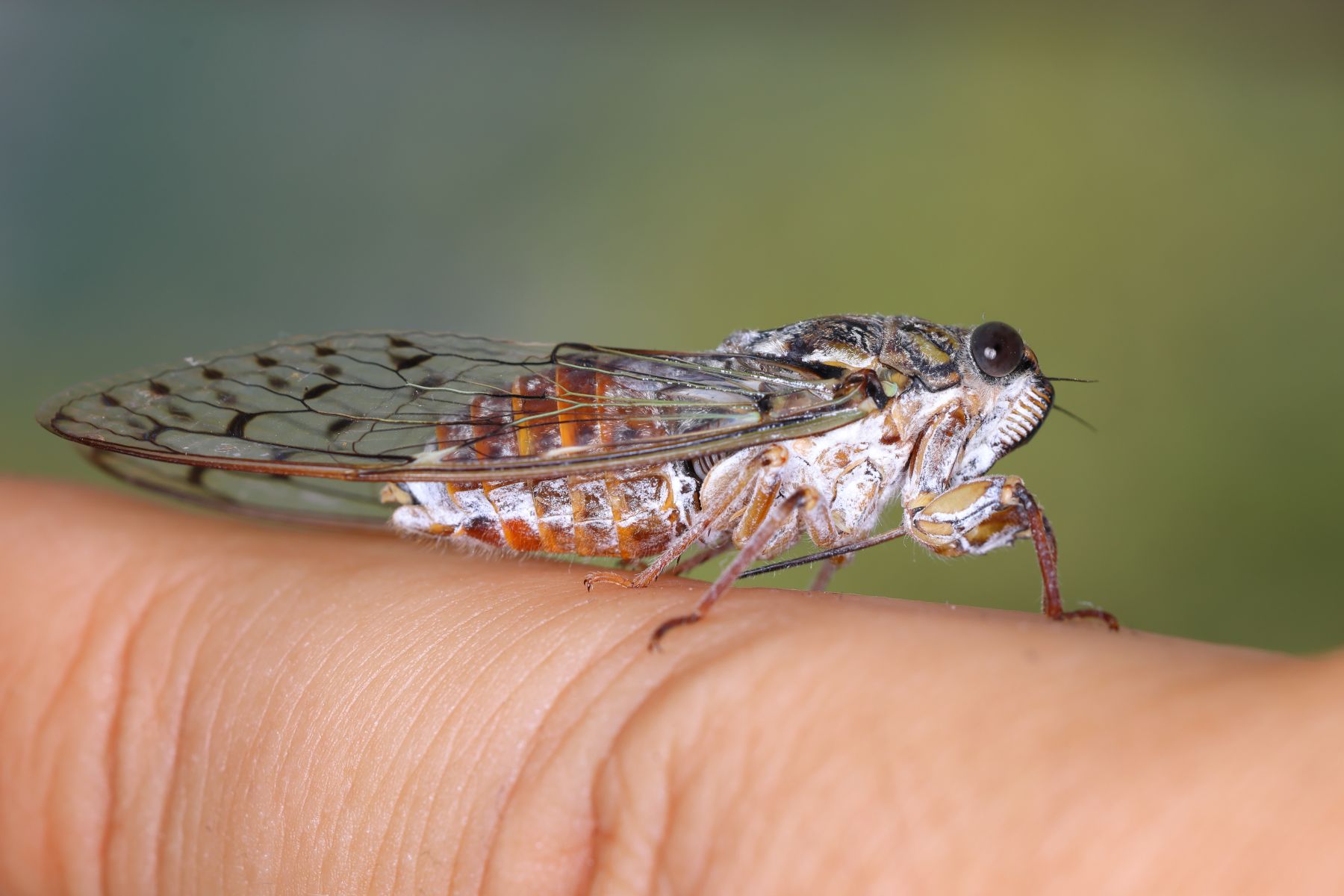 Ash cicada (Cicada orni)