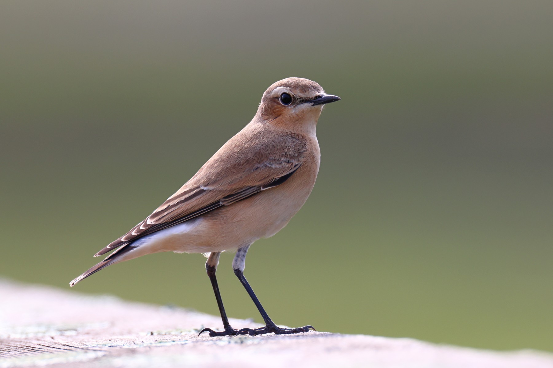 Northern wheatear (Oenanthe oenanthe)