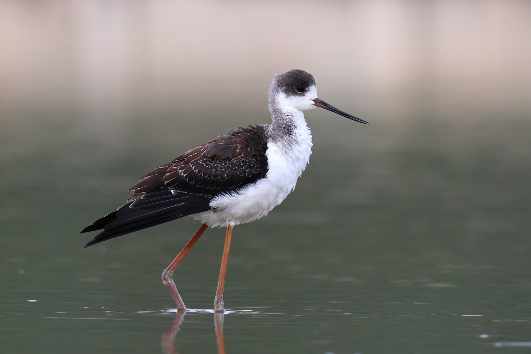 Black-winged stilt (Himantopus himantopus)