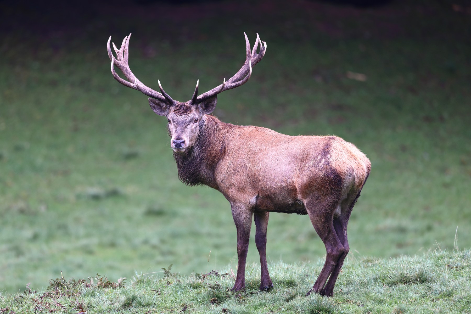 Deer