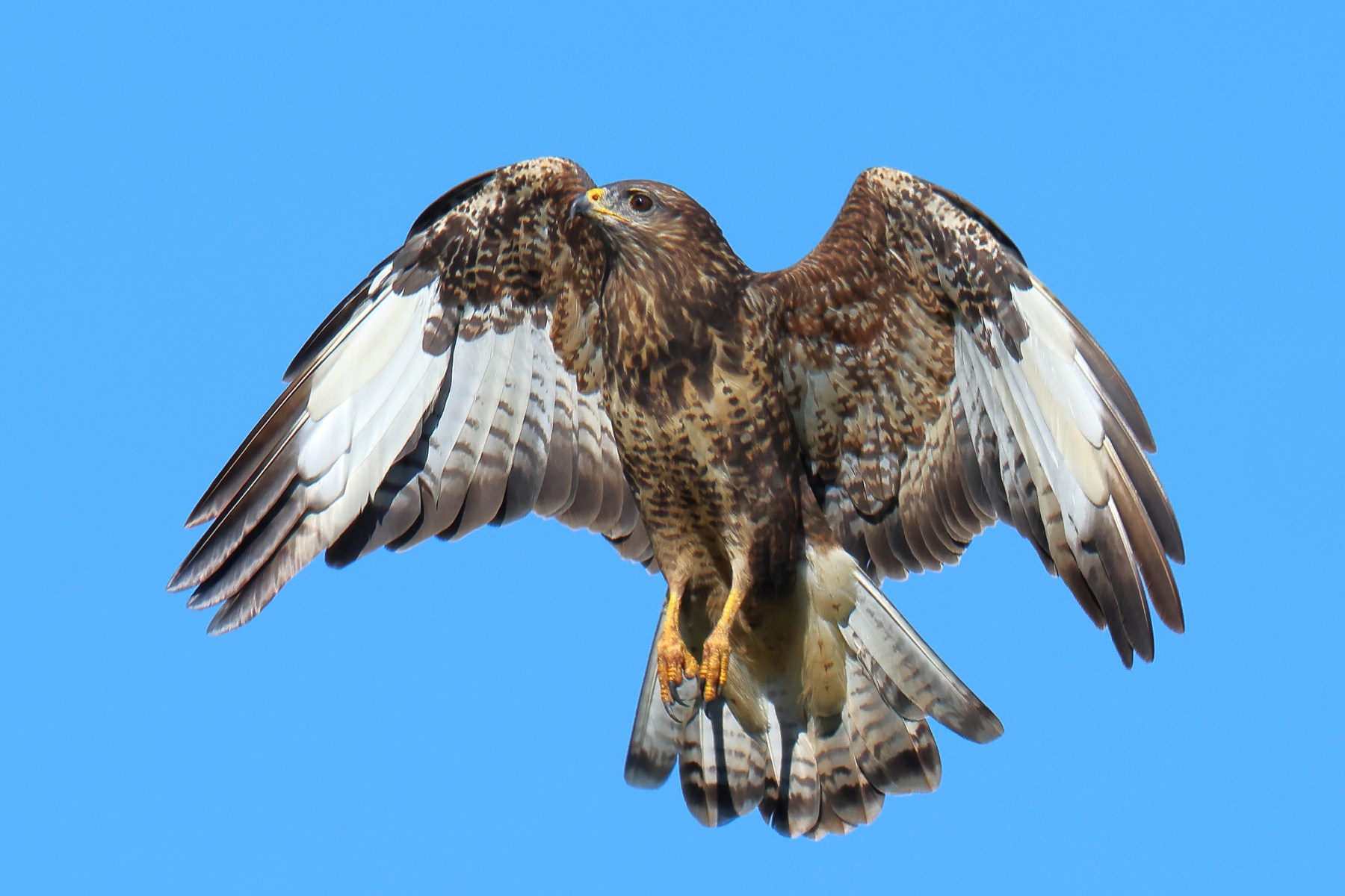 Common buzzard (Buteo buteo)