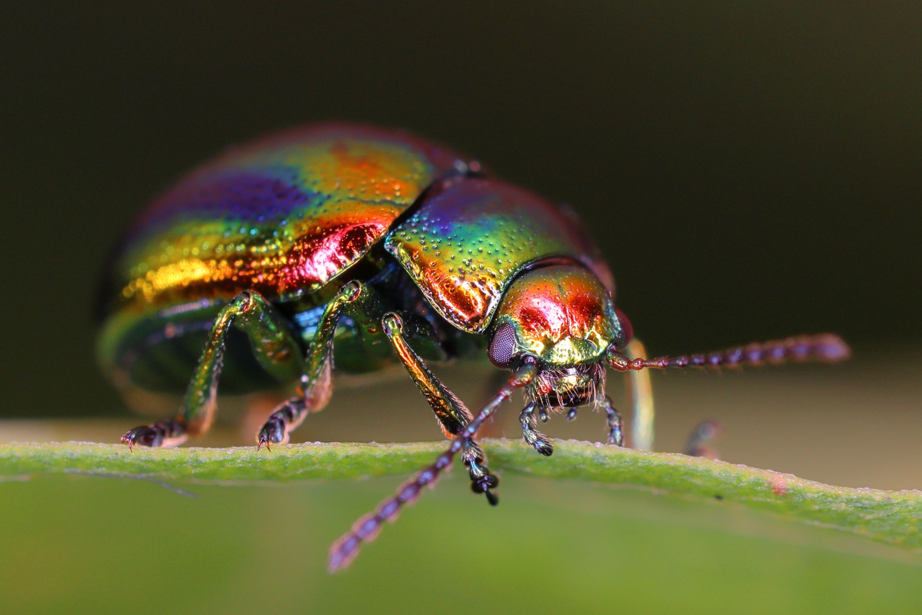 Chrysolina fastuosa