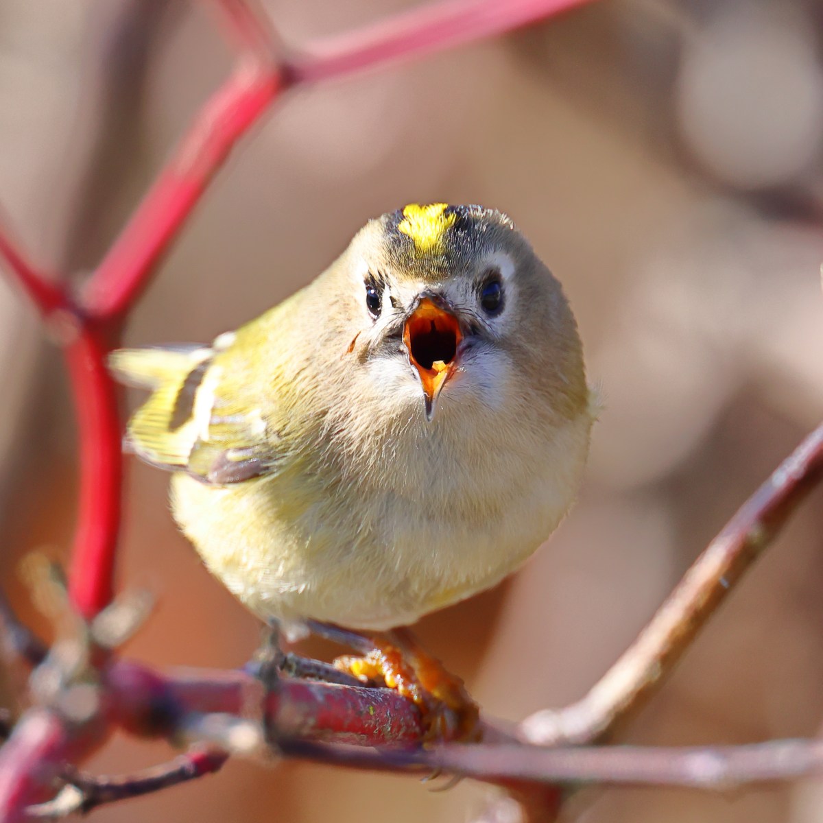 Goldcrest (Regulus regulus)