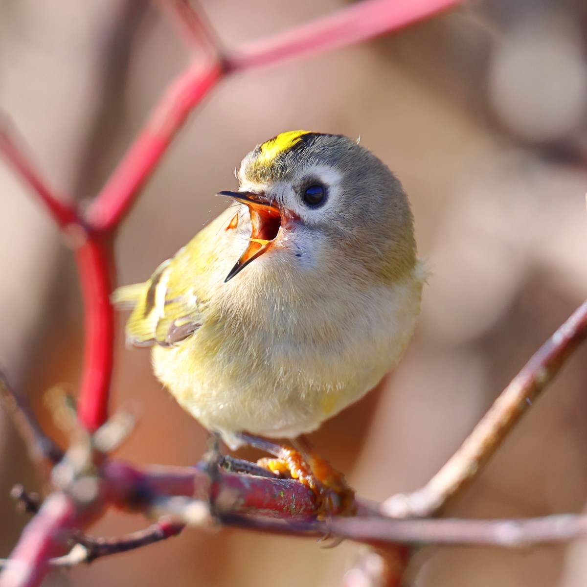 Goldcrest (Regulus regulus)