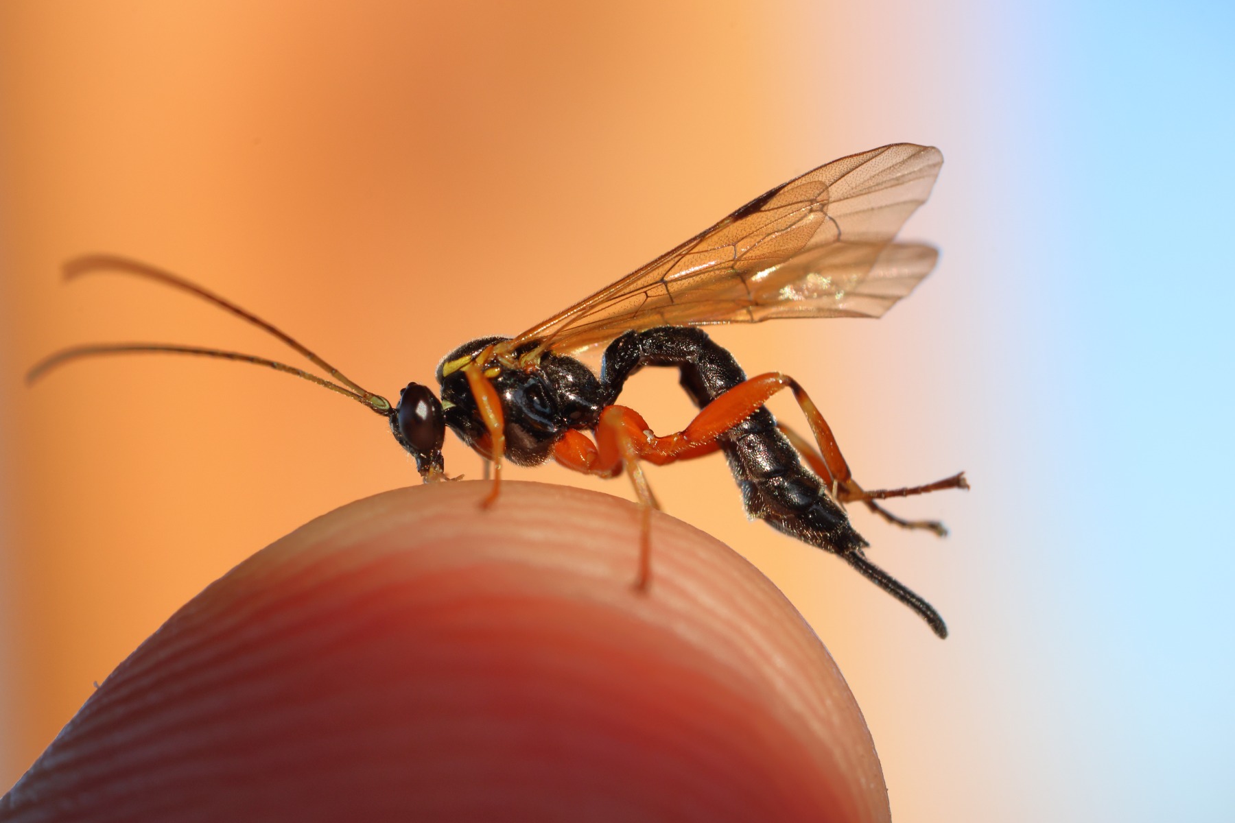 Parasite wasp