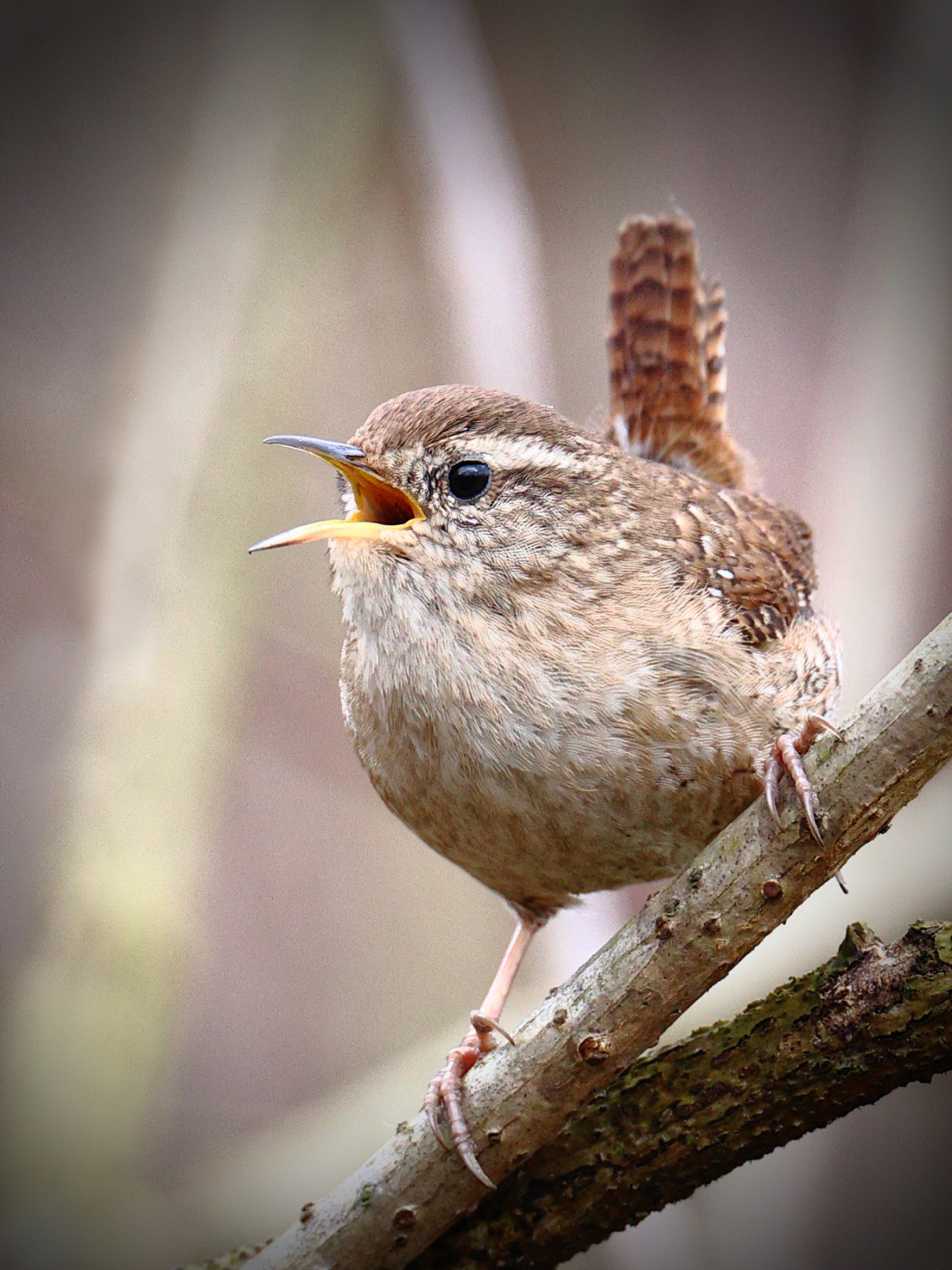 Eurasian wren (Troglodytes troglodytes)