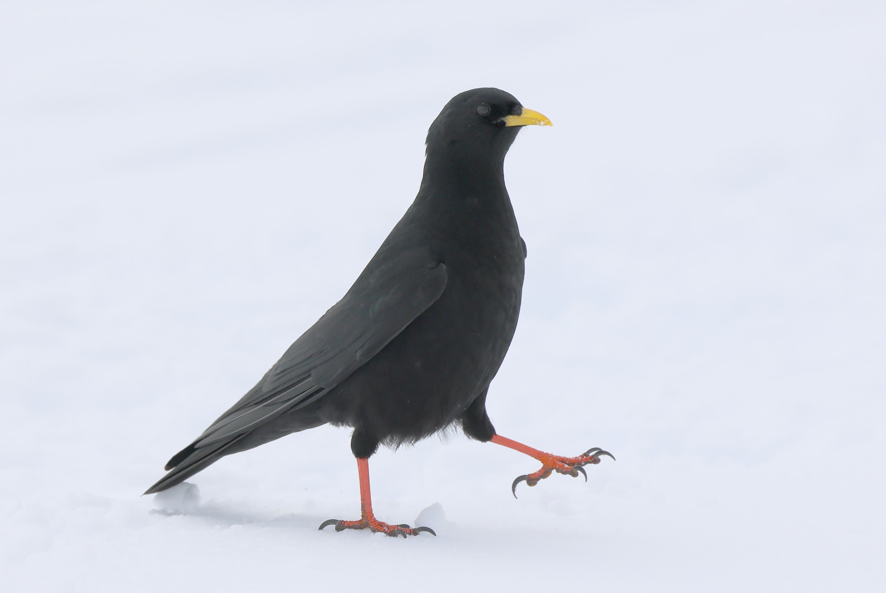 Alpine chough (Pyrrhocorax graculus)