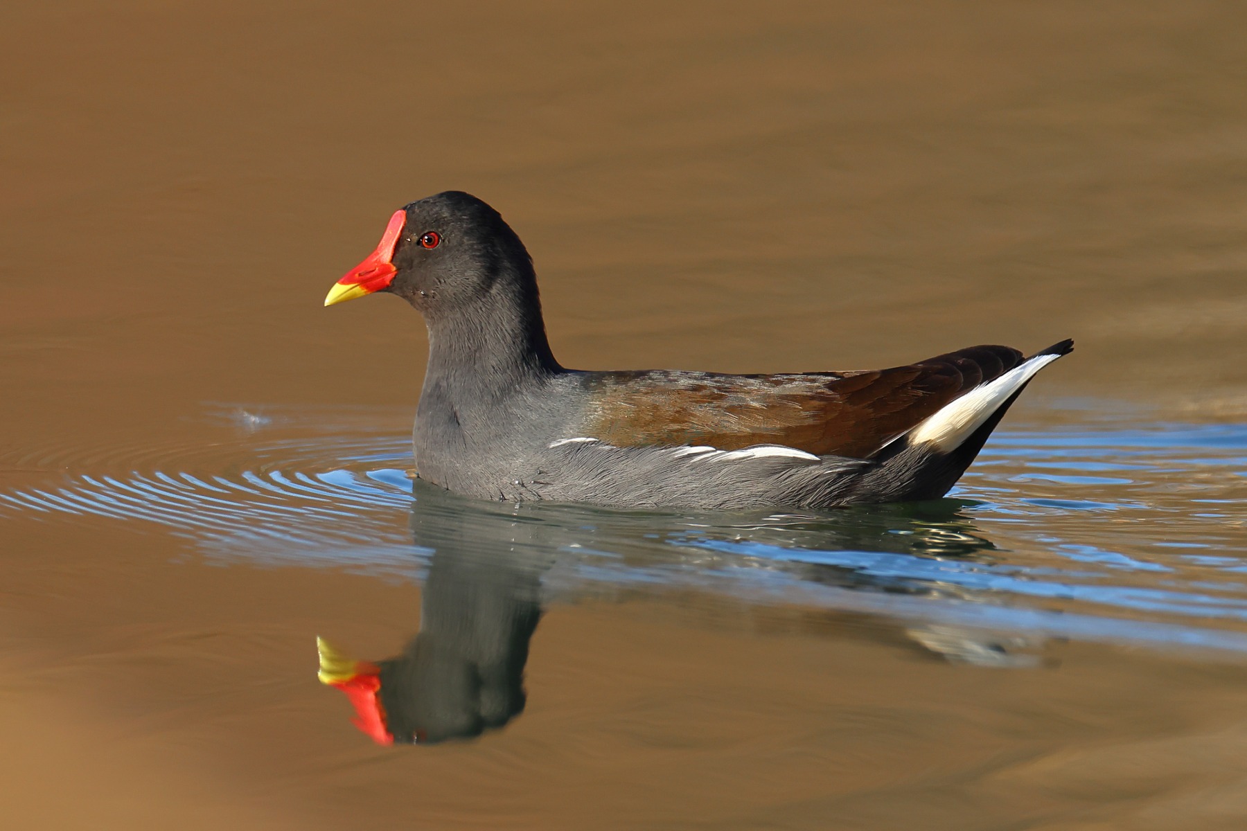 Common moorhen (Gallinula chloropus)