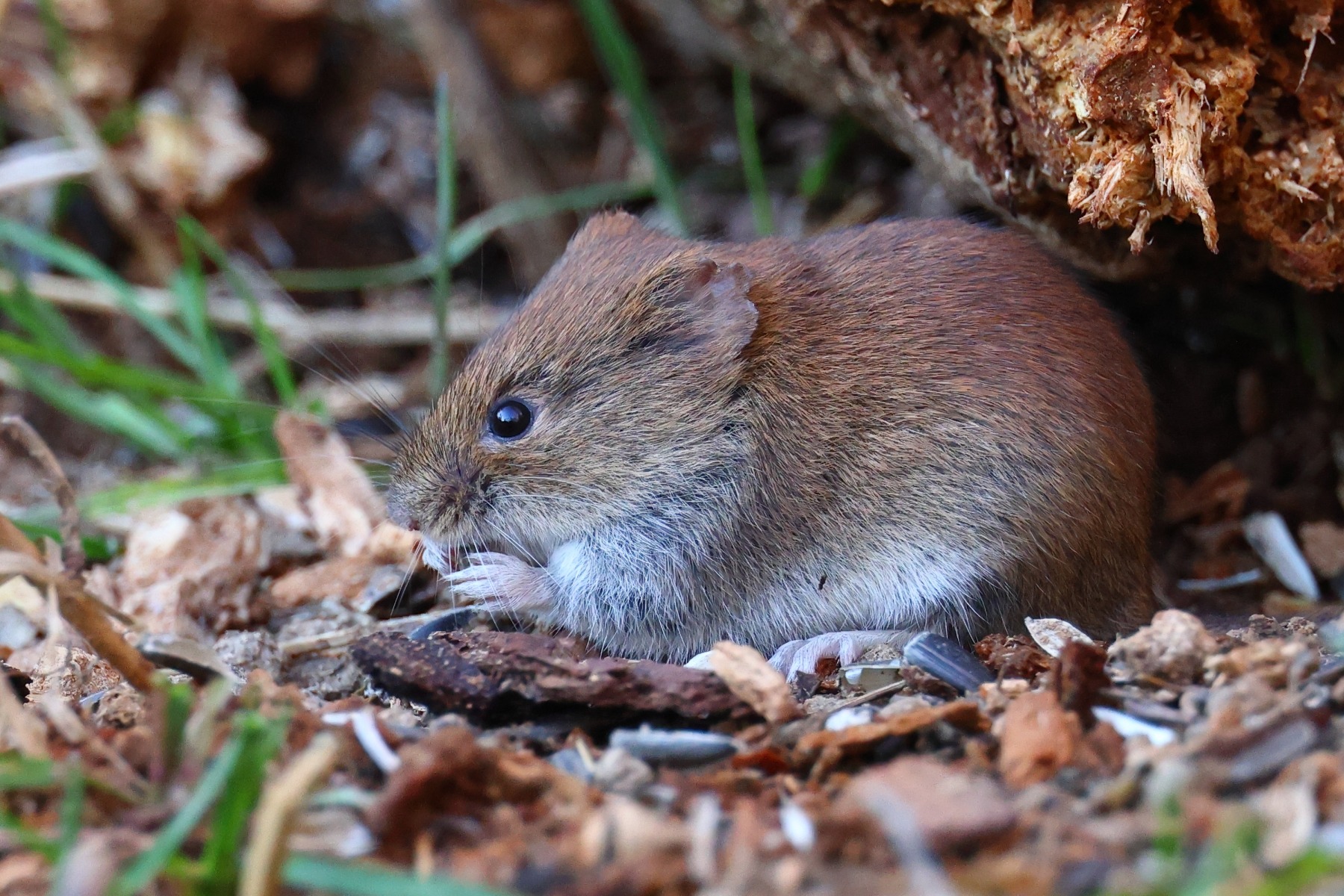 Common vole (Microtus arvalis)