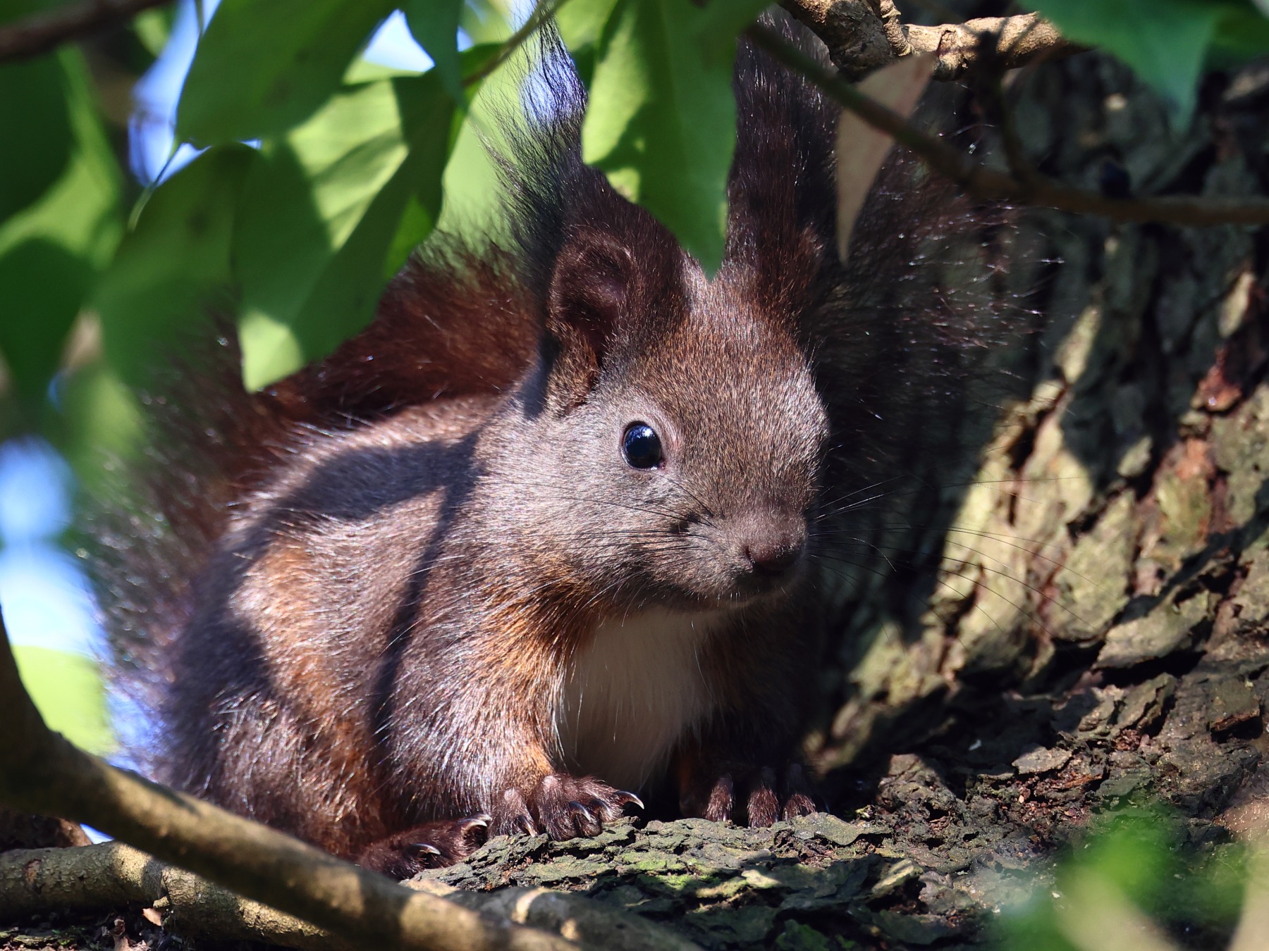 Squirrel