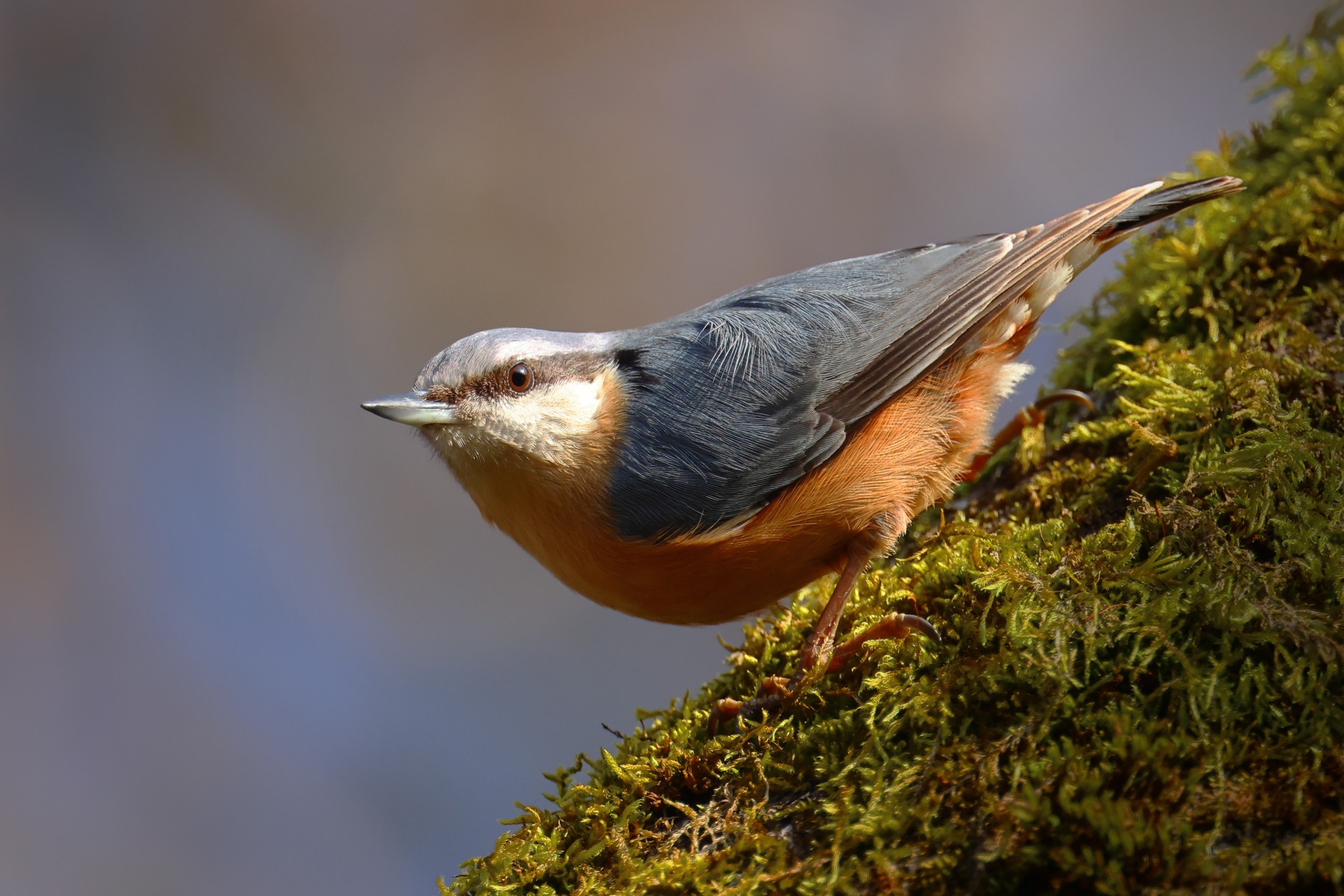 Eurasian nuthatch (Sitta europaea)