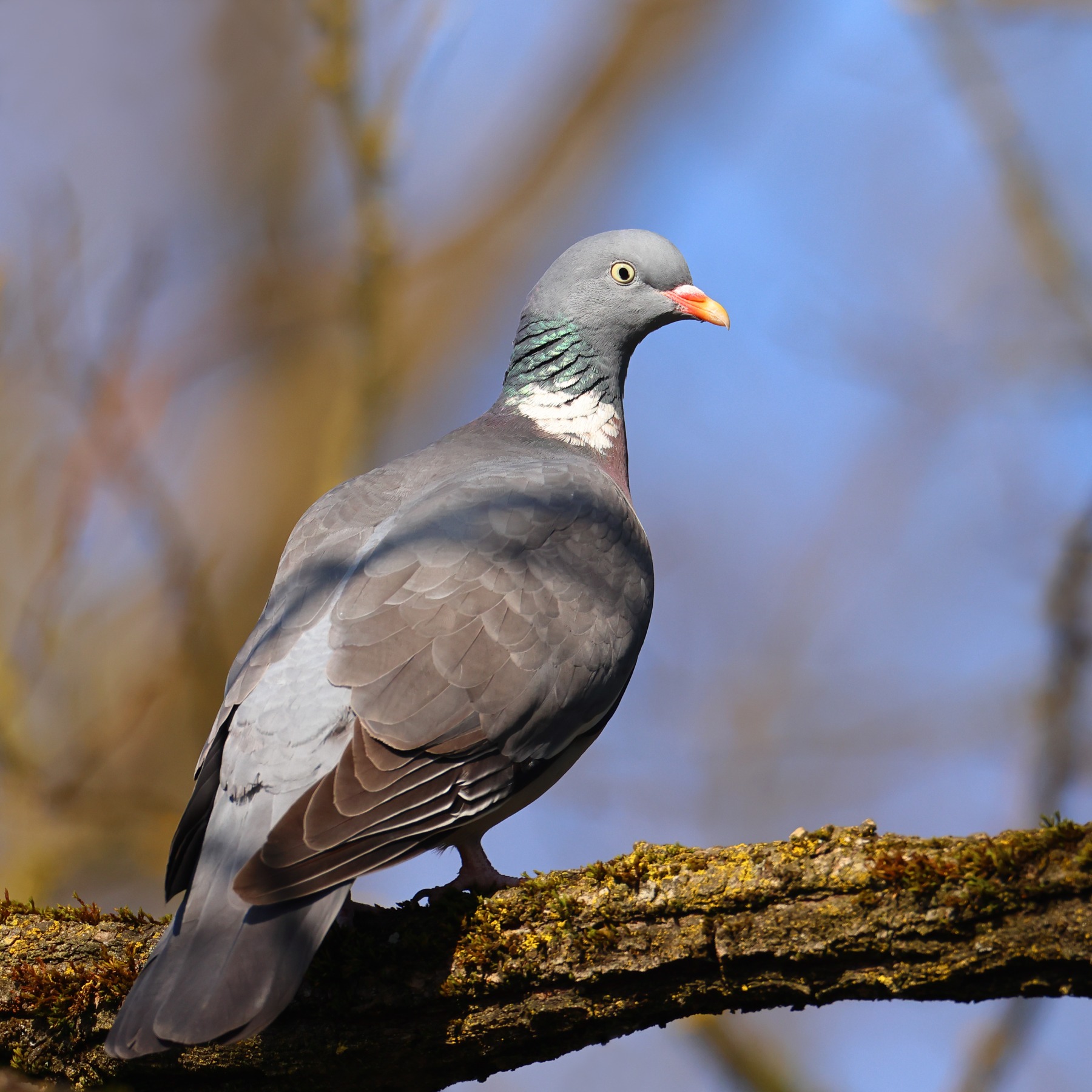 Common wood pigeon (Columba palumbus)