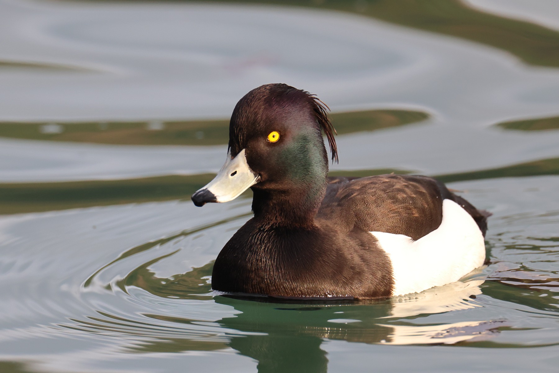Tufted duck (Aythya fuligula)