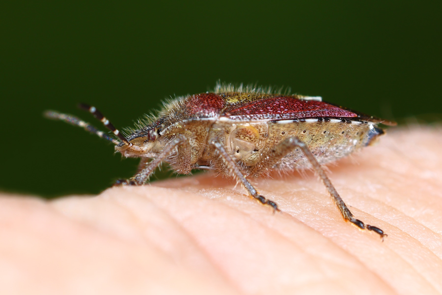 Hairy shieldbug (Dolycoris baccarum)