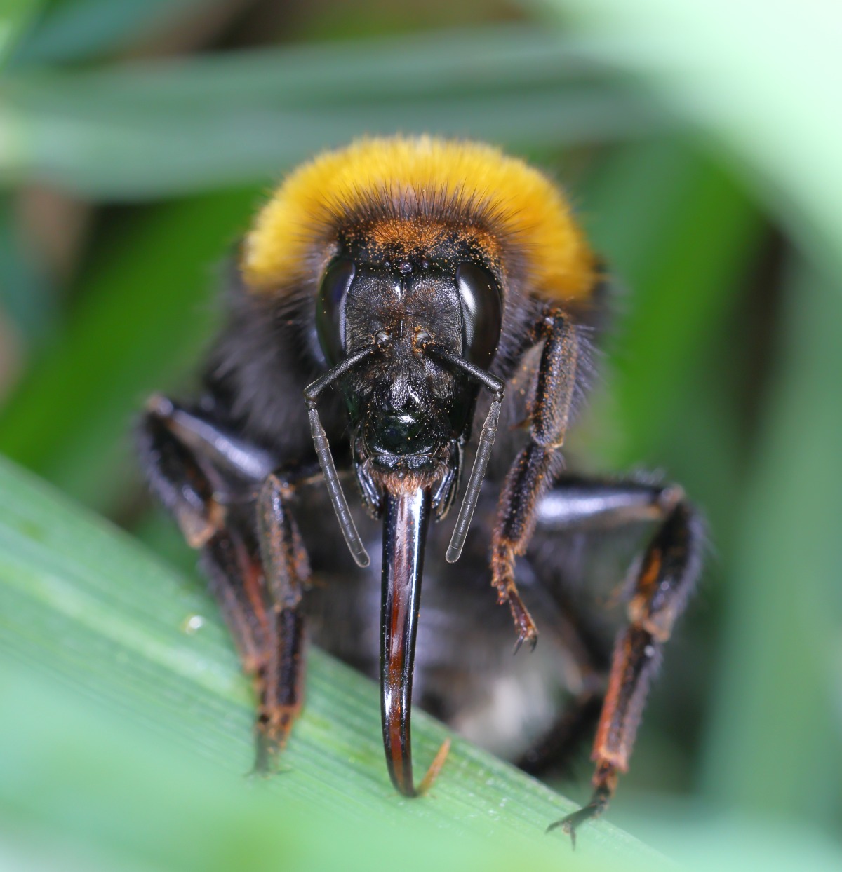Bumblebee tongue