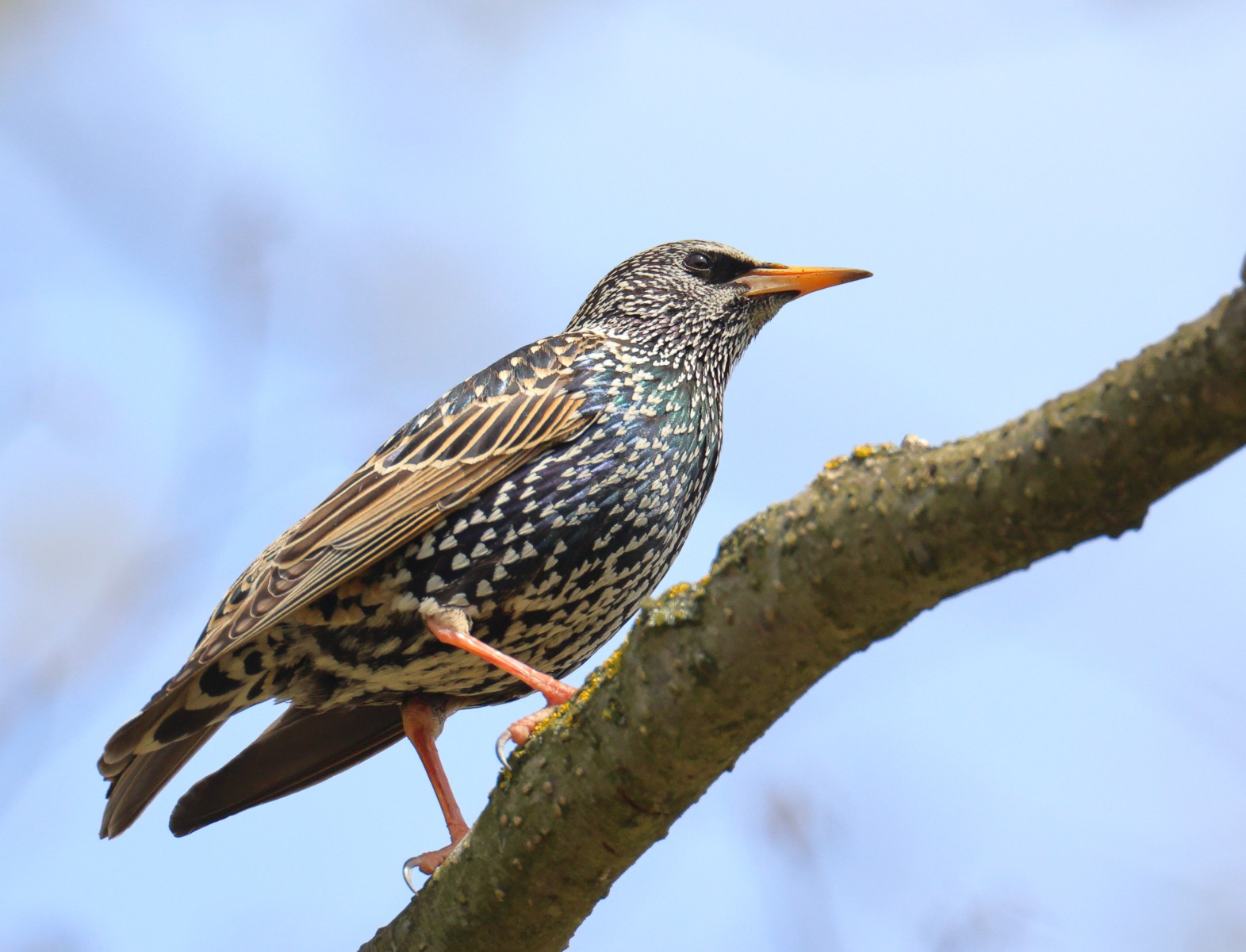 Common starling (Sturnus vulgaris)