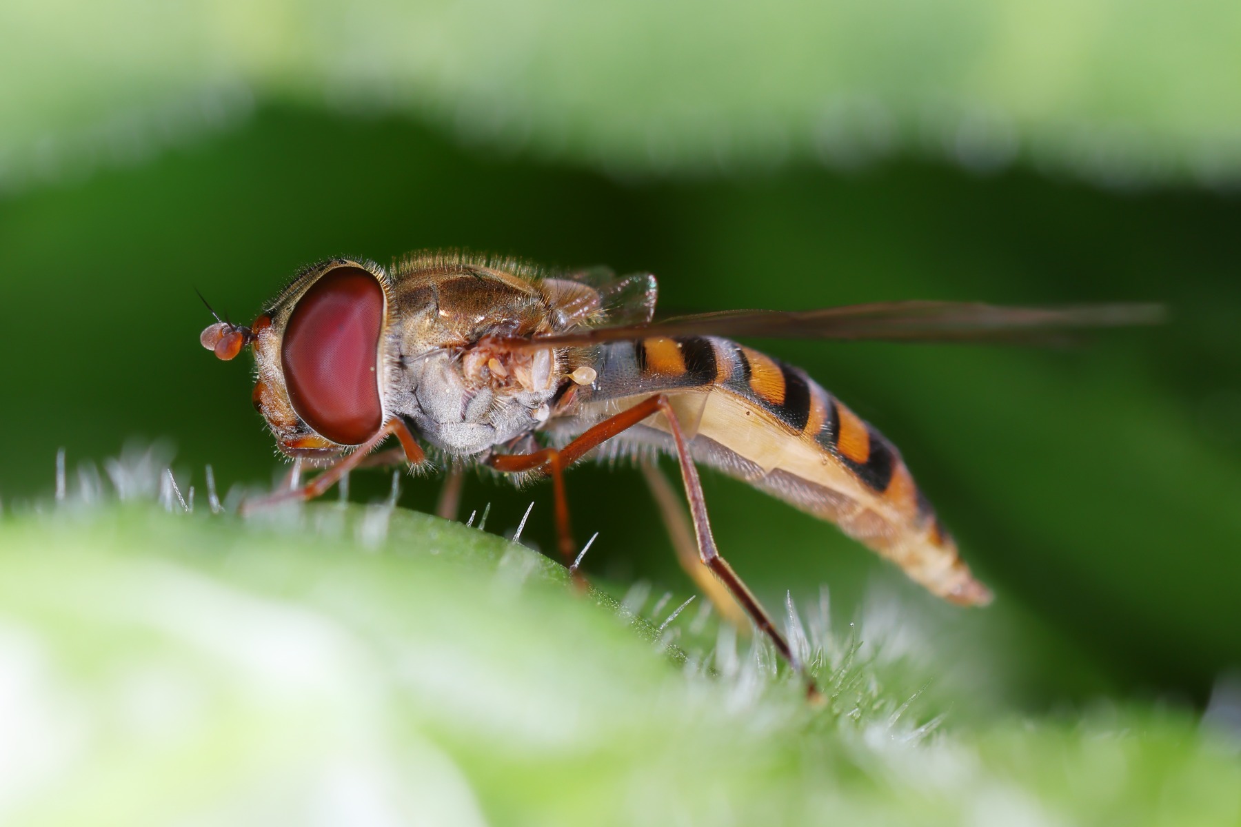 Marmalade hoverfly (Episyrphus balteatus)