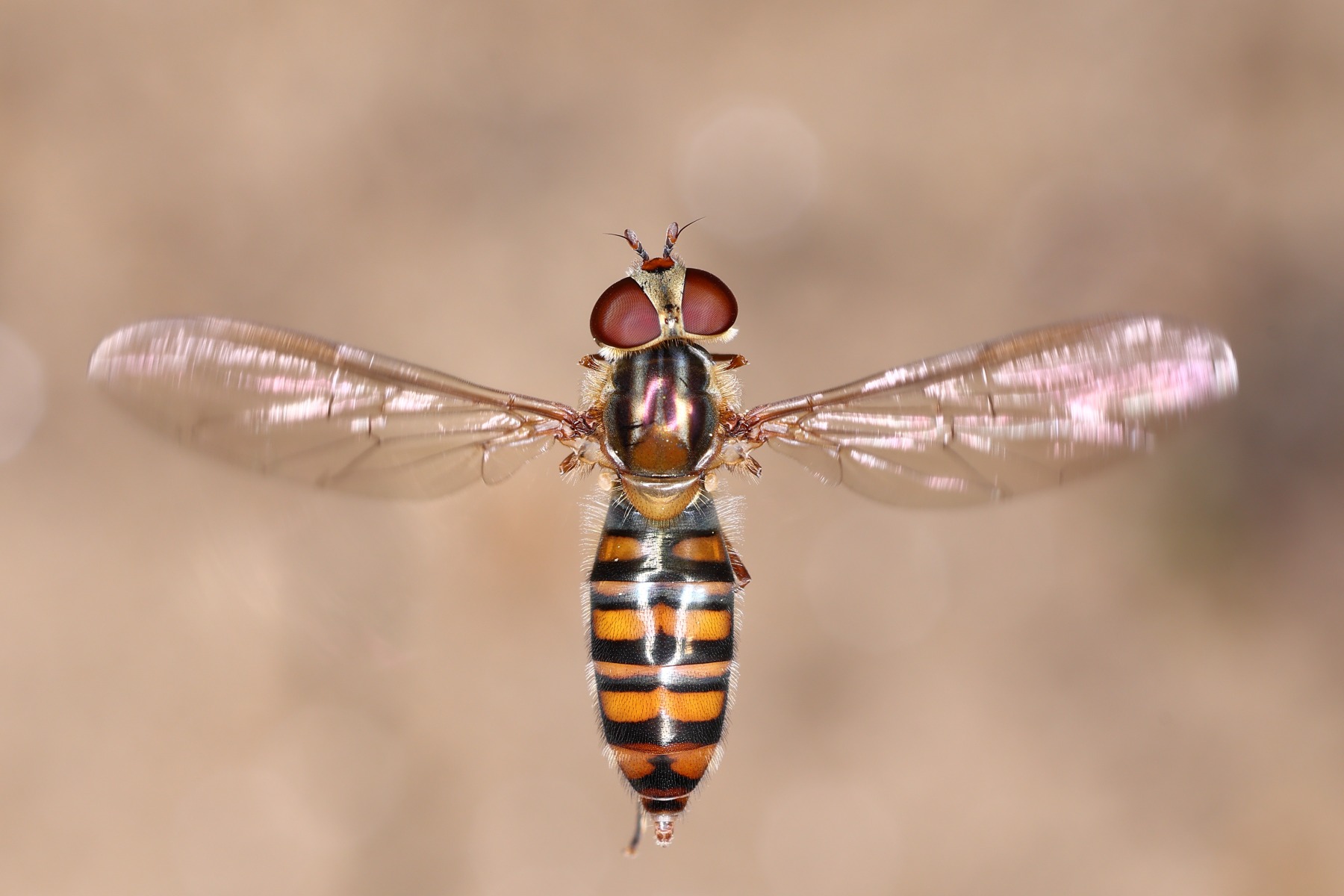 Marmalade hoverfly (Episyrphus balteatus)