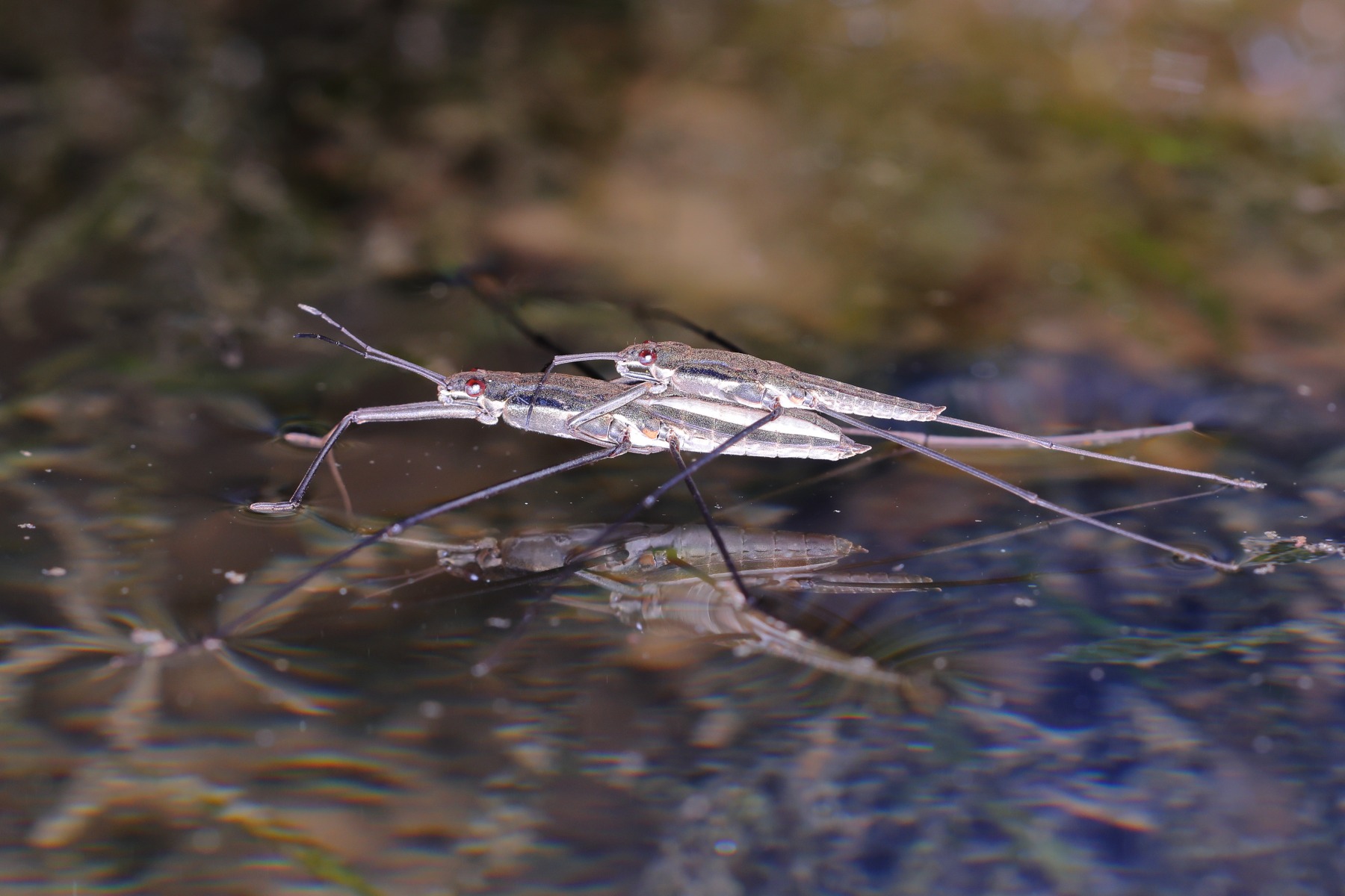 Water striders