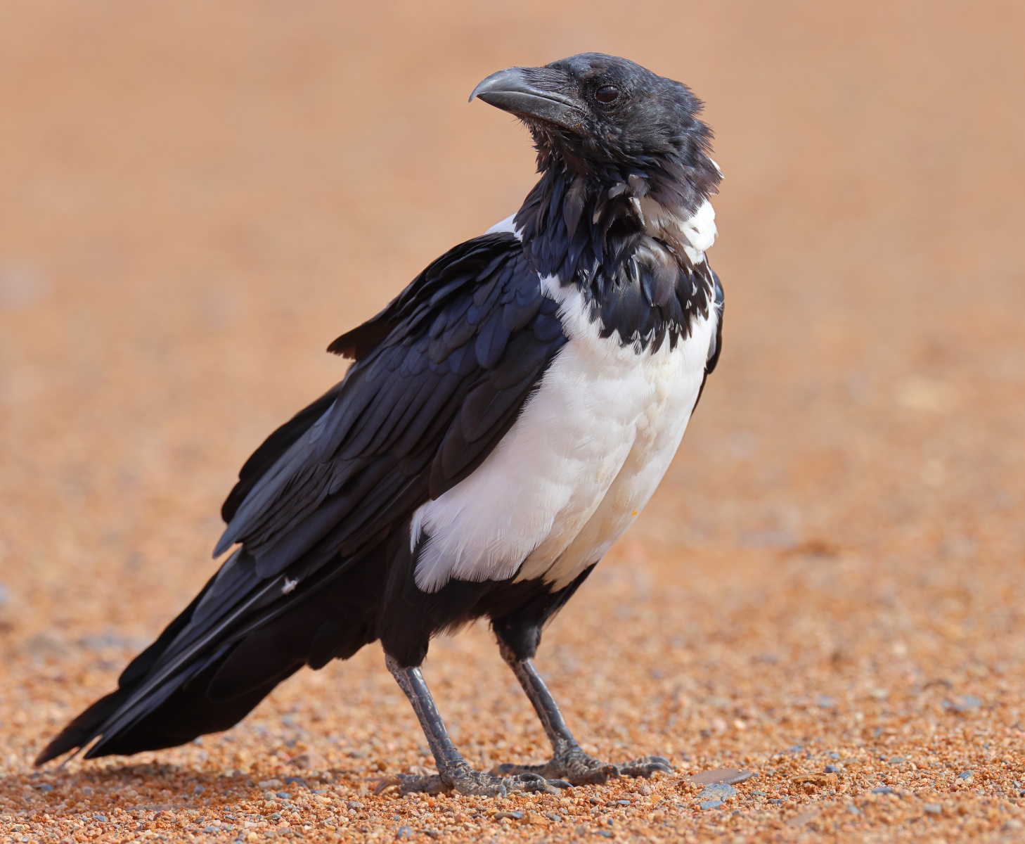 Pied crow (Corvus albus)