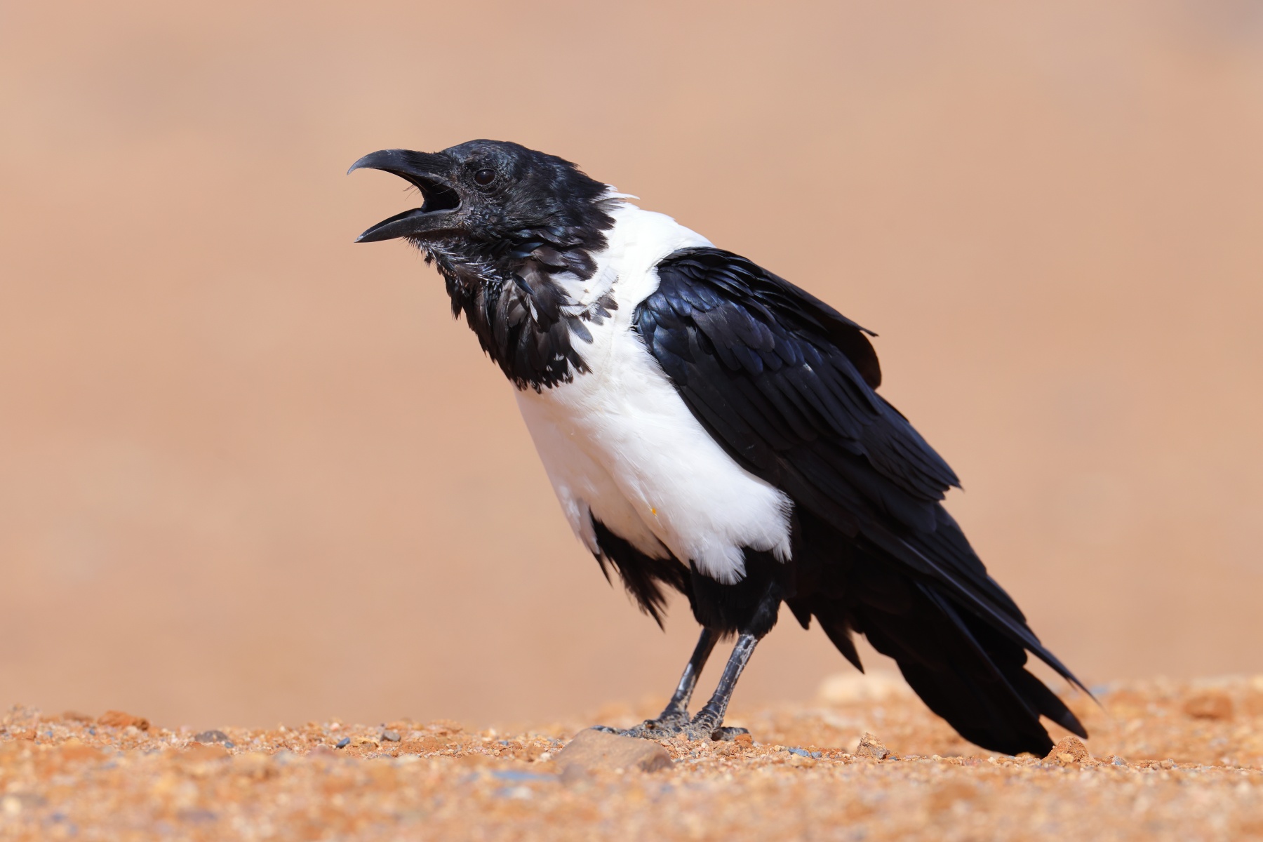 Pied crow (Corvus albus)