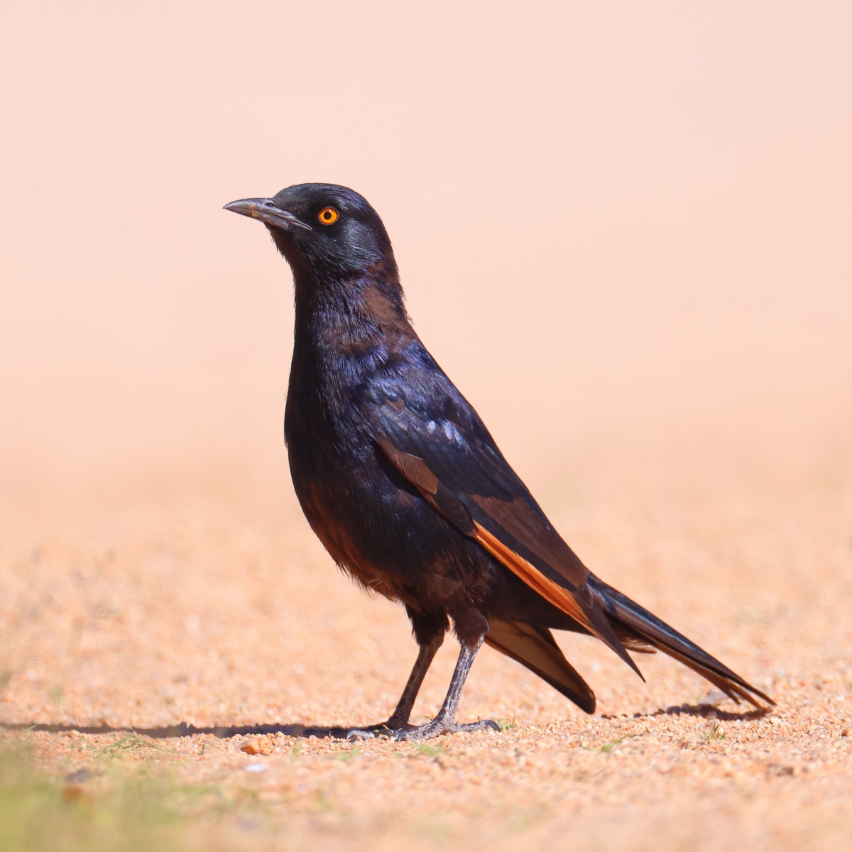 Pale-winged starling (Onychognathus nabouroup)