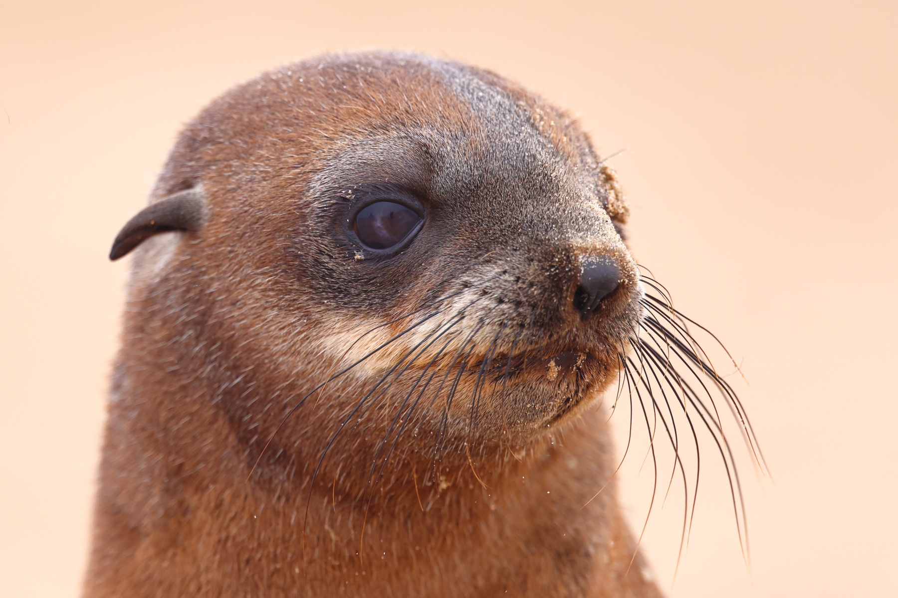 Cape fur seal (Arctocephalus pusillus) - Pup