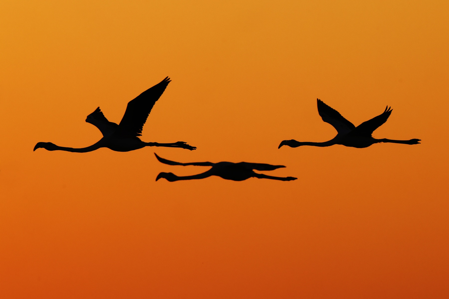 Greater Flamingos (Phoenicopterus roseus)