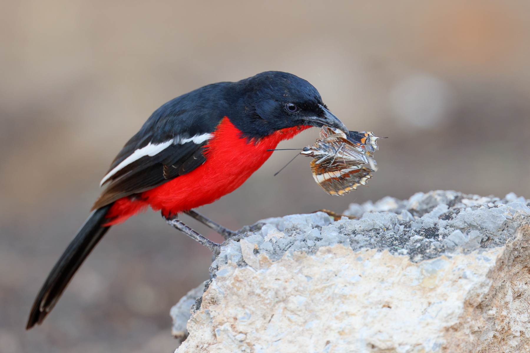 Crimson-breasted shrike (Laniarius atrococcineus)