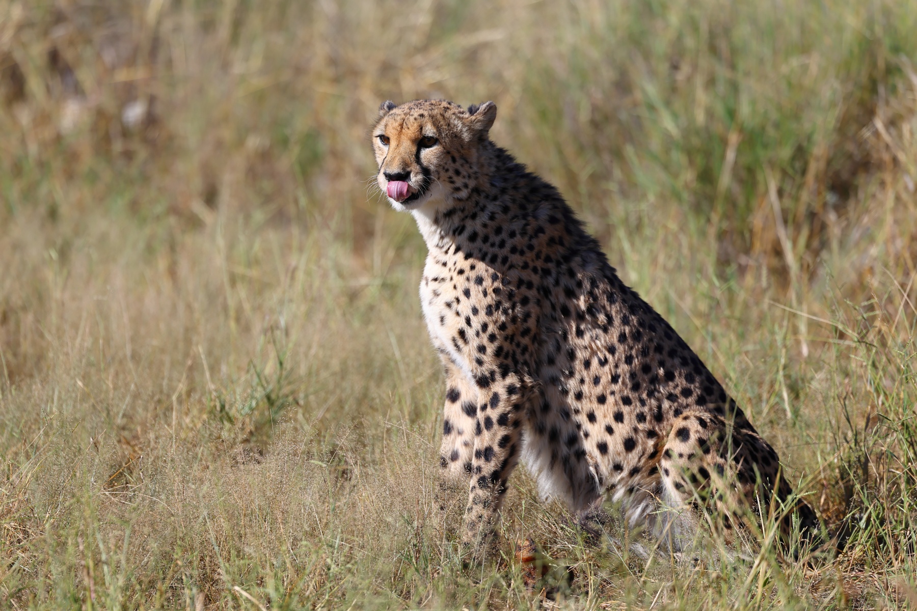 Southeast African cheetah (Acinonyx jubatus jubatus)