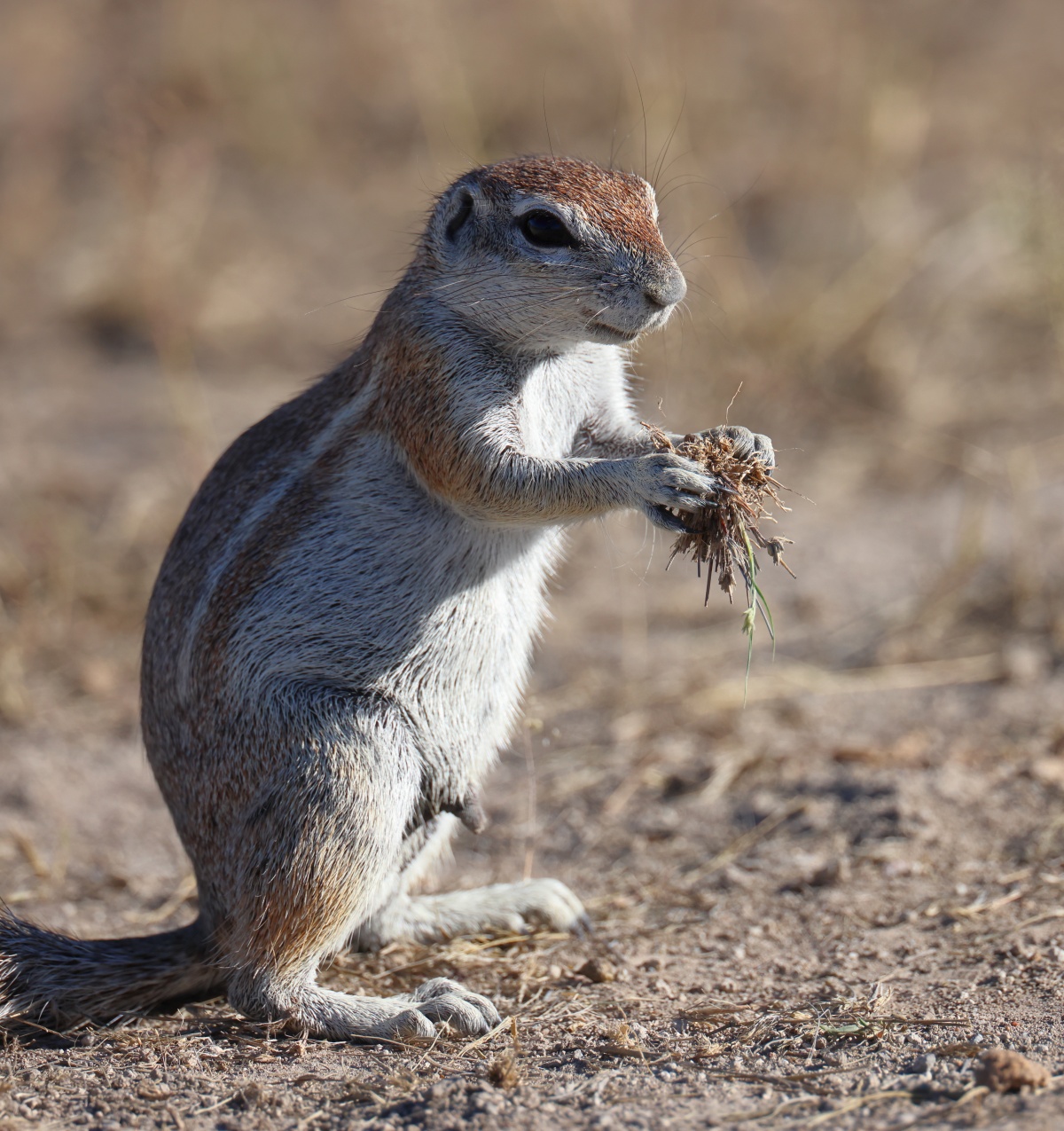 Cape ground squirrel (Xerus inauris)