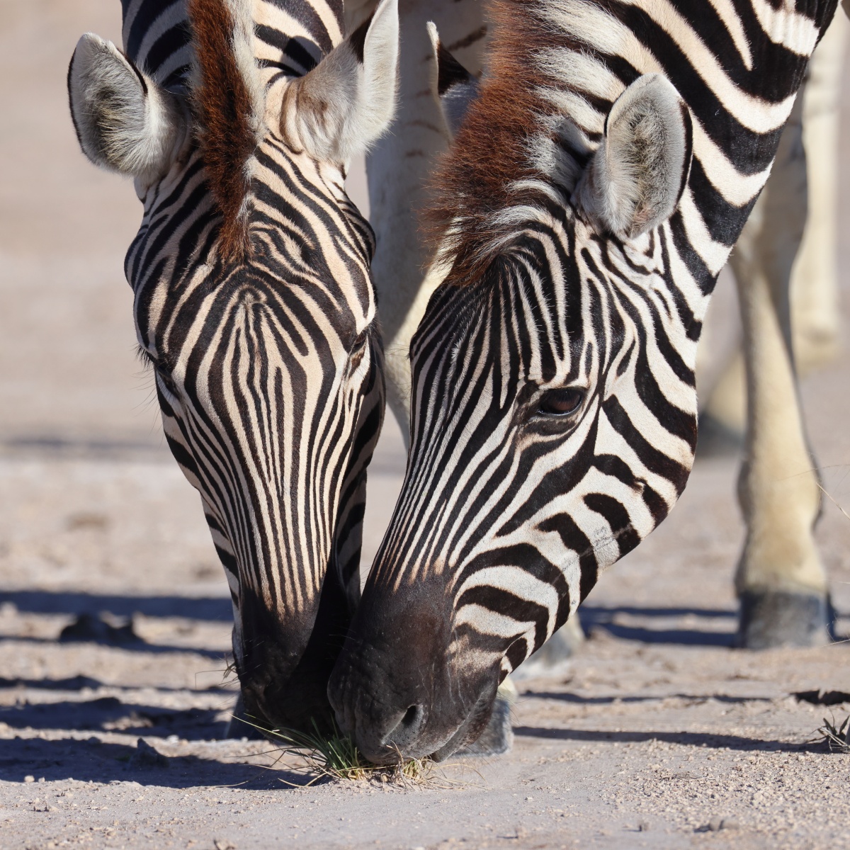 Burchell's zebra (Equus quagga burchellii)