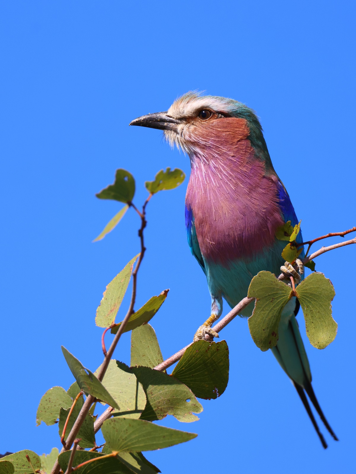 Lilac-breasted roller (Coracias caudatus)