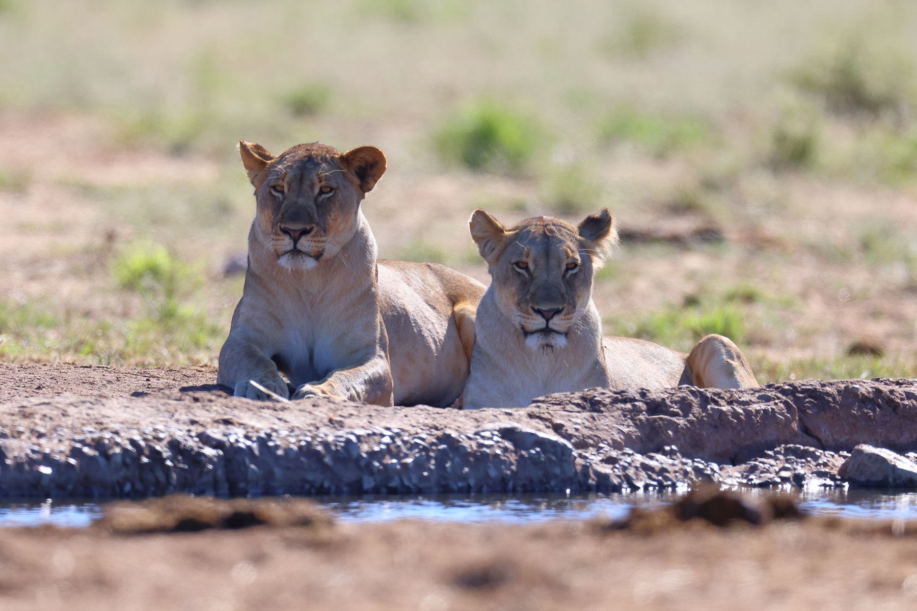 Lioness (Panthera leo)