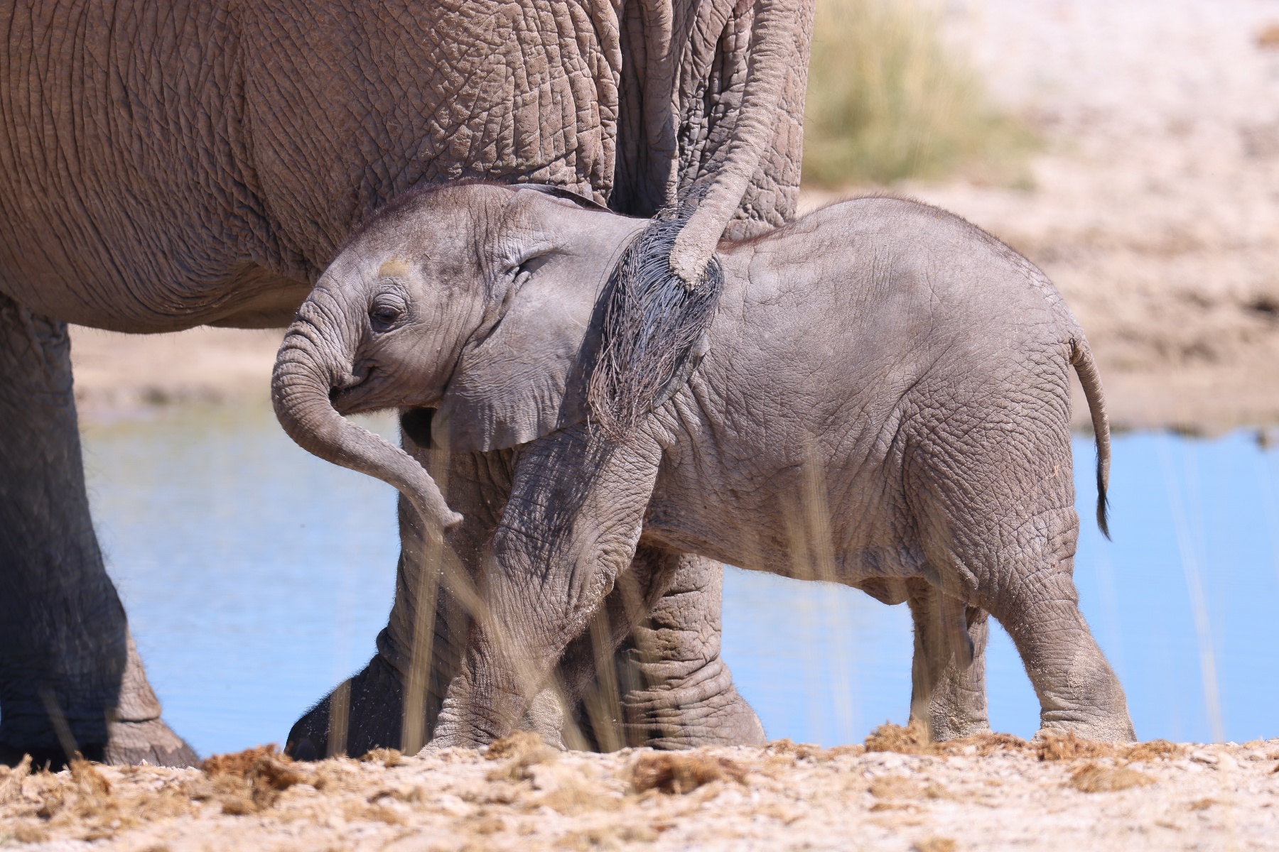 African bush elephant (Loxodonta africana)