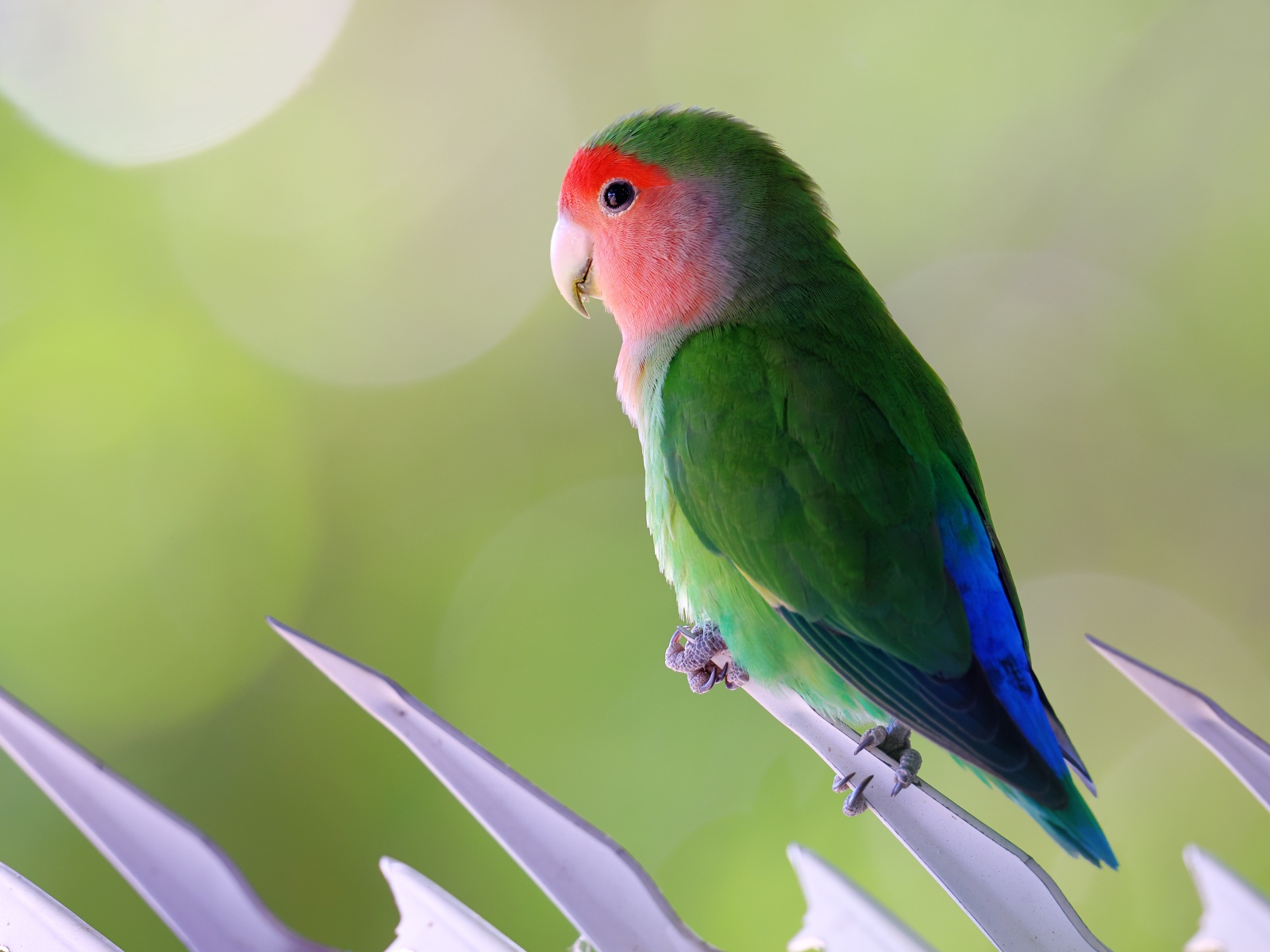 Rosy-faced lovebird (Agapornis roseicollis)