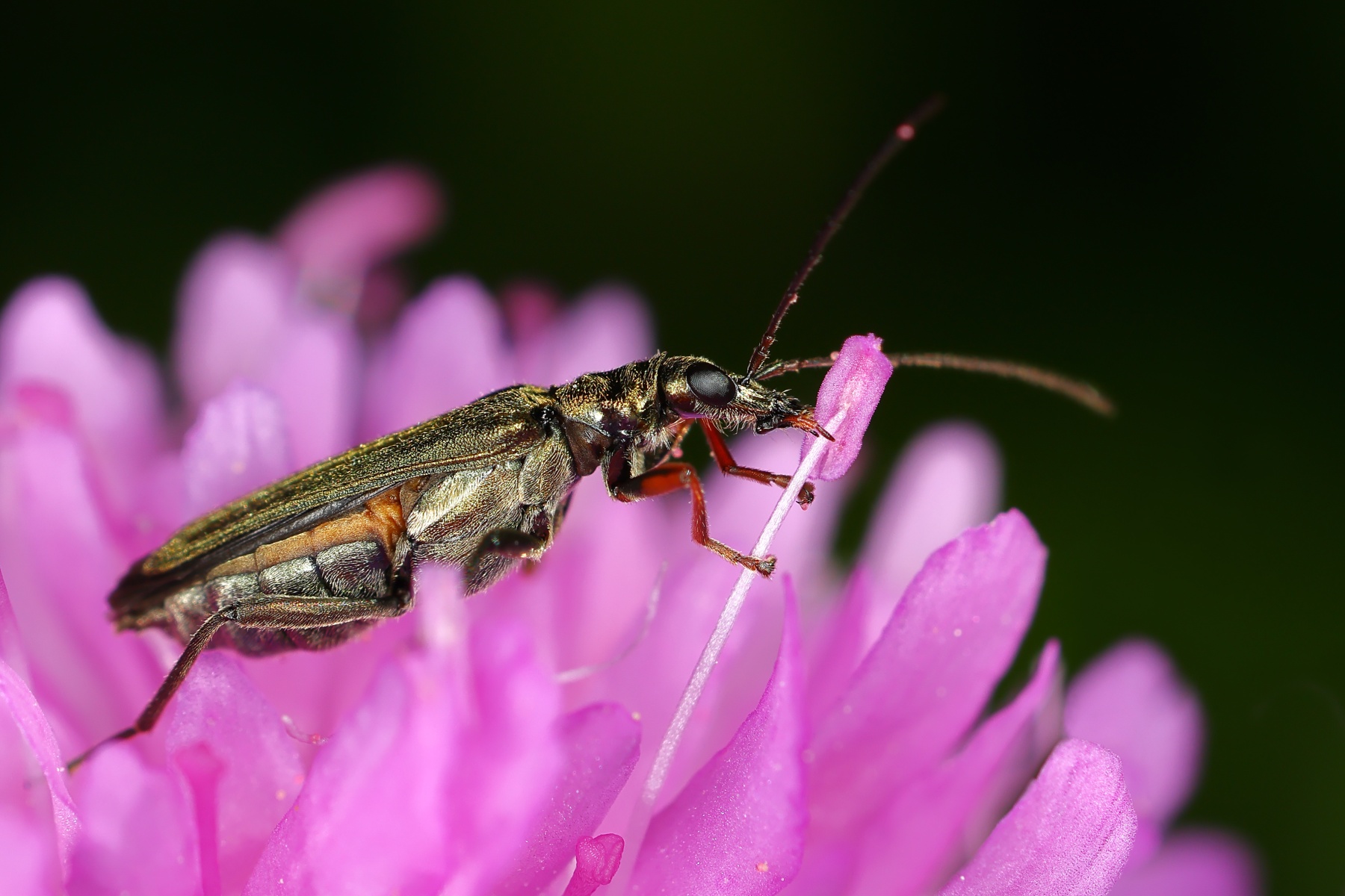 Thick-legged flower beetle (Oedemera nobilis)