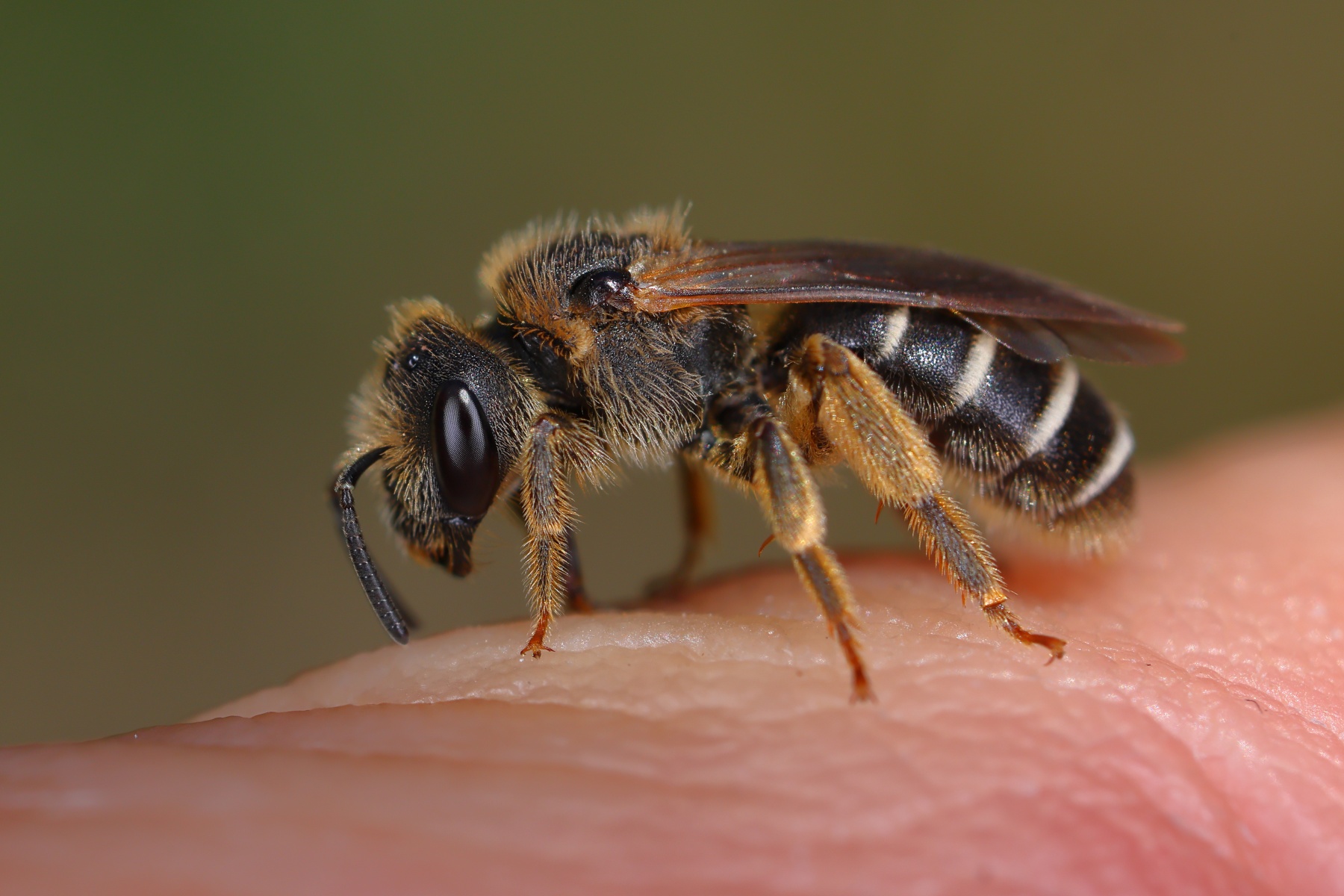 Sweat bee